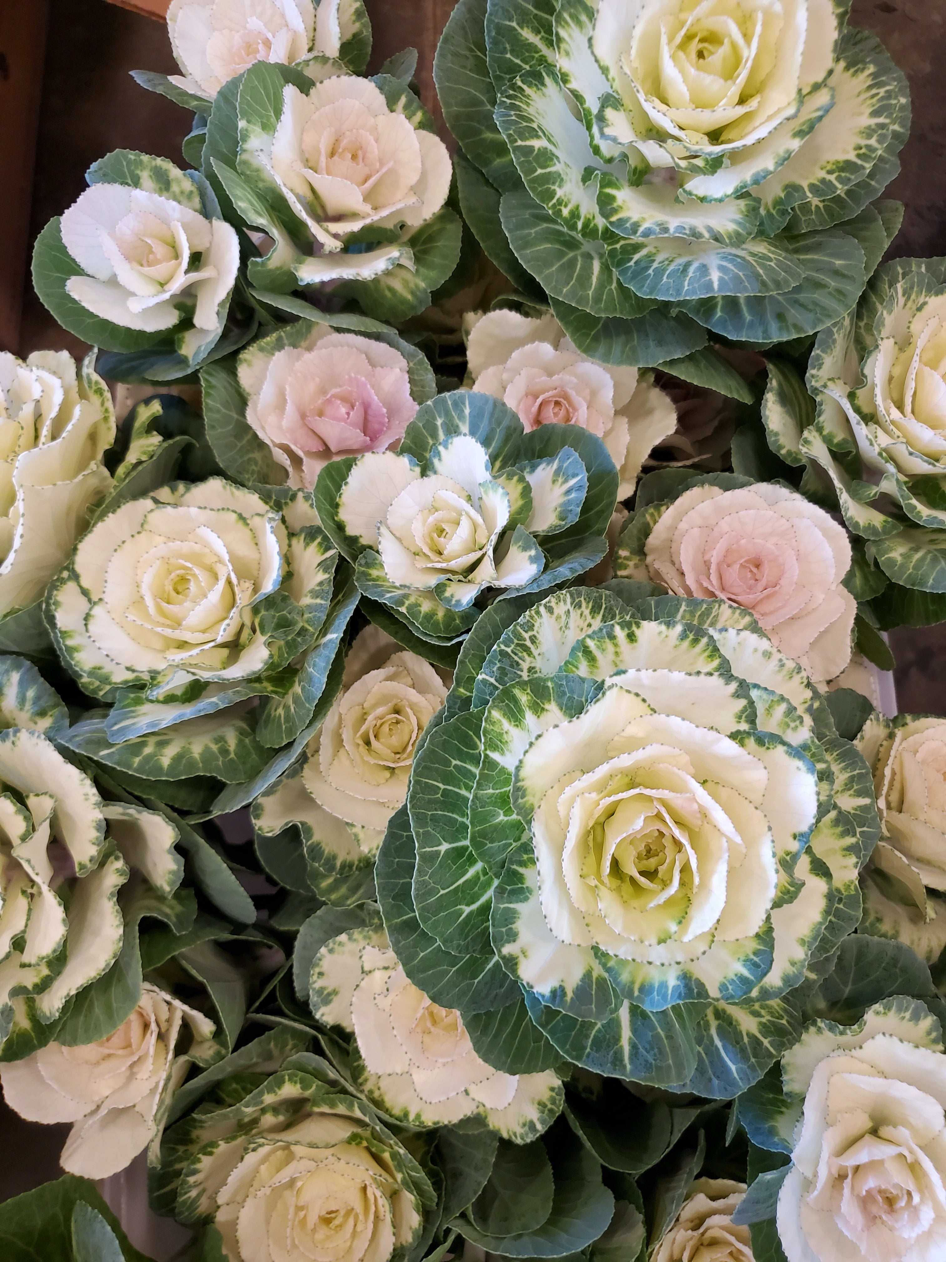 Cabbage- Ornamental