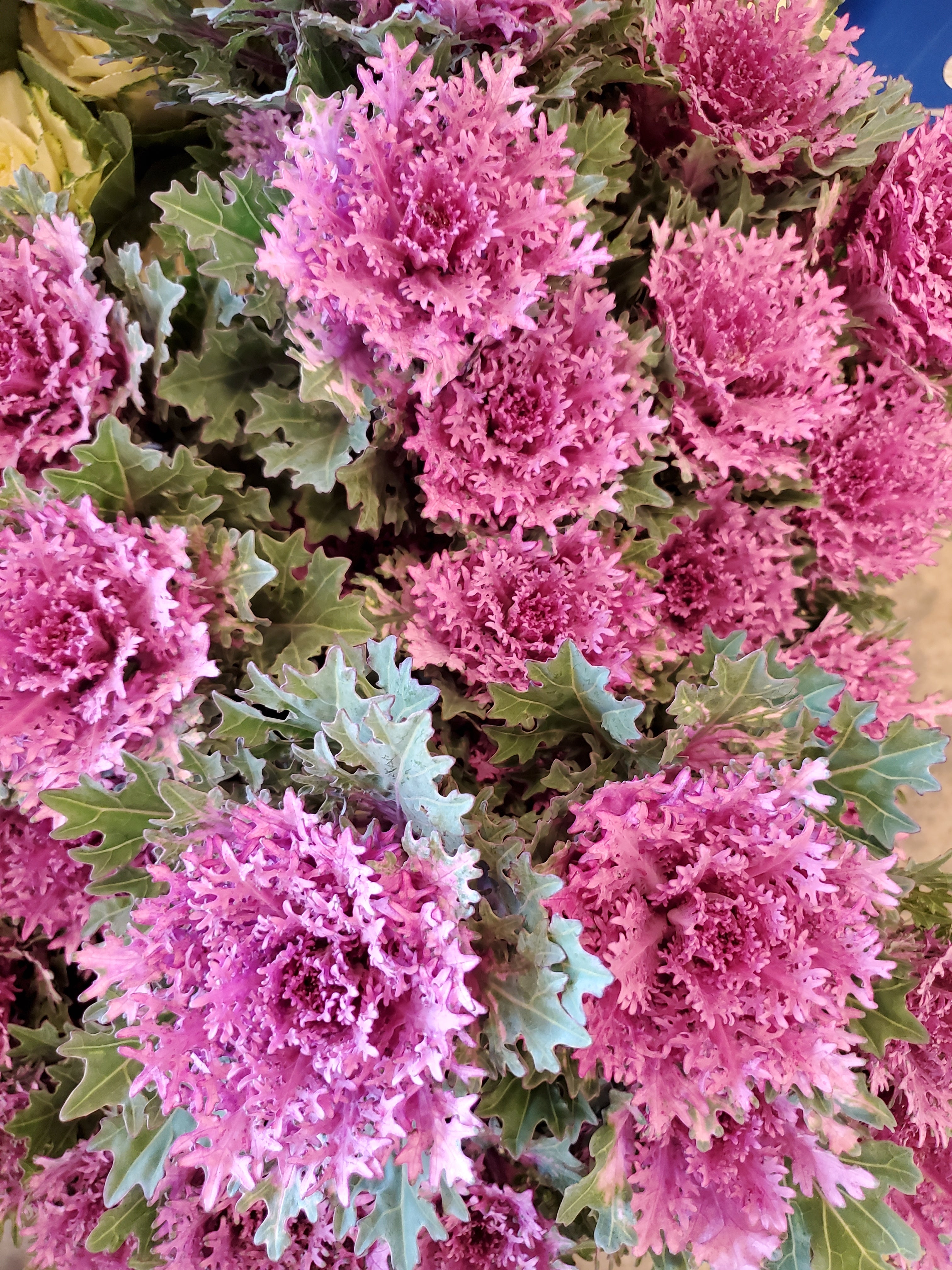 Cabbage- Ornamental