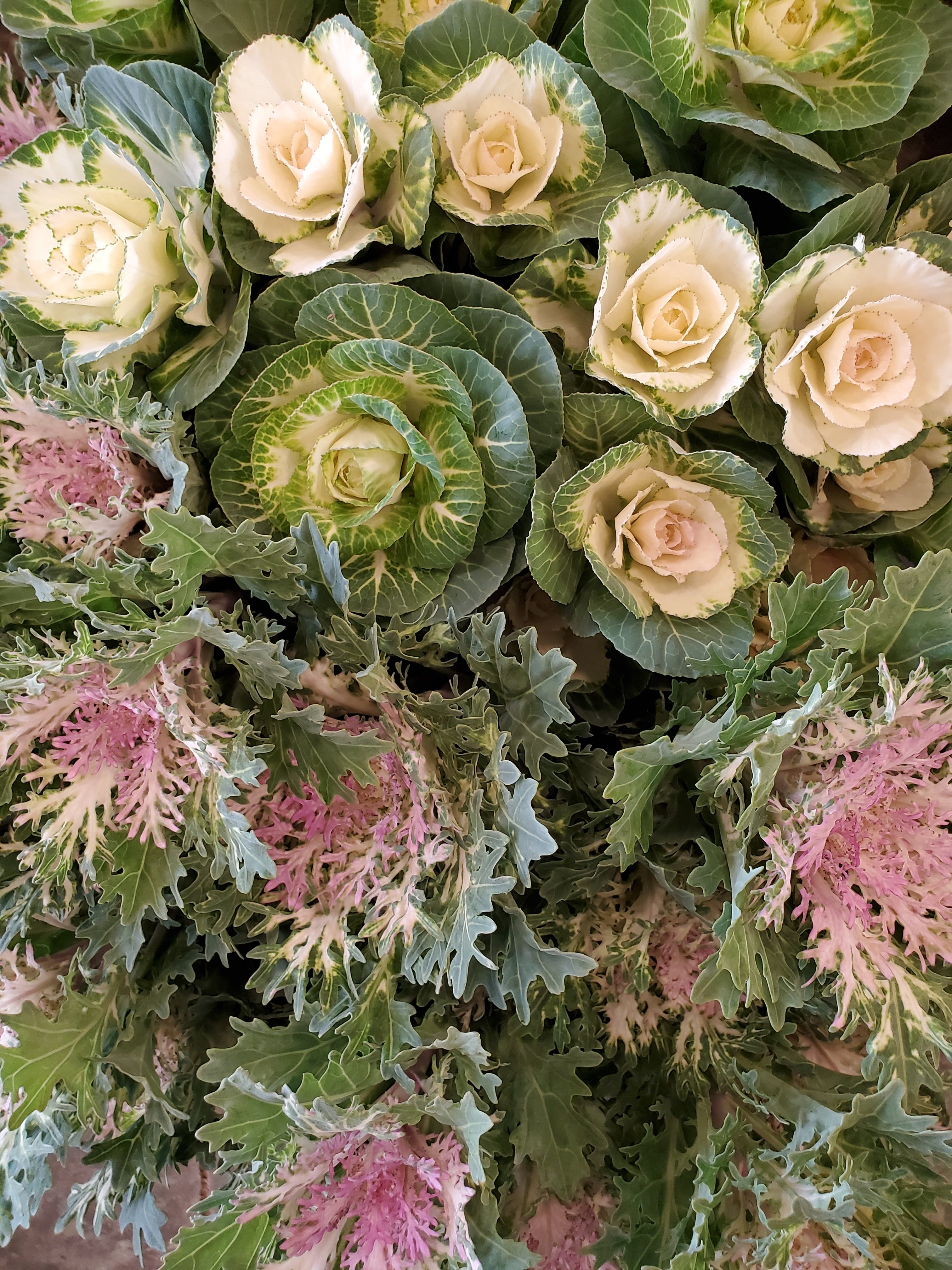 Cabbage- Ornamental