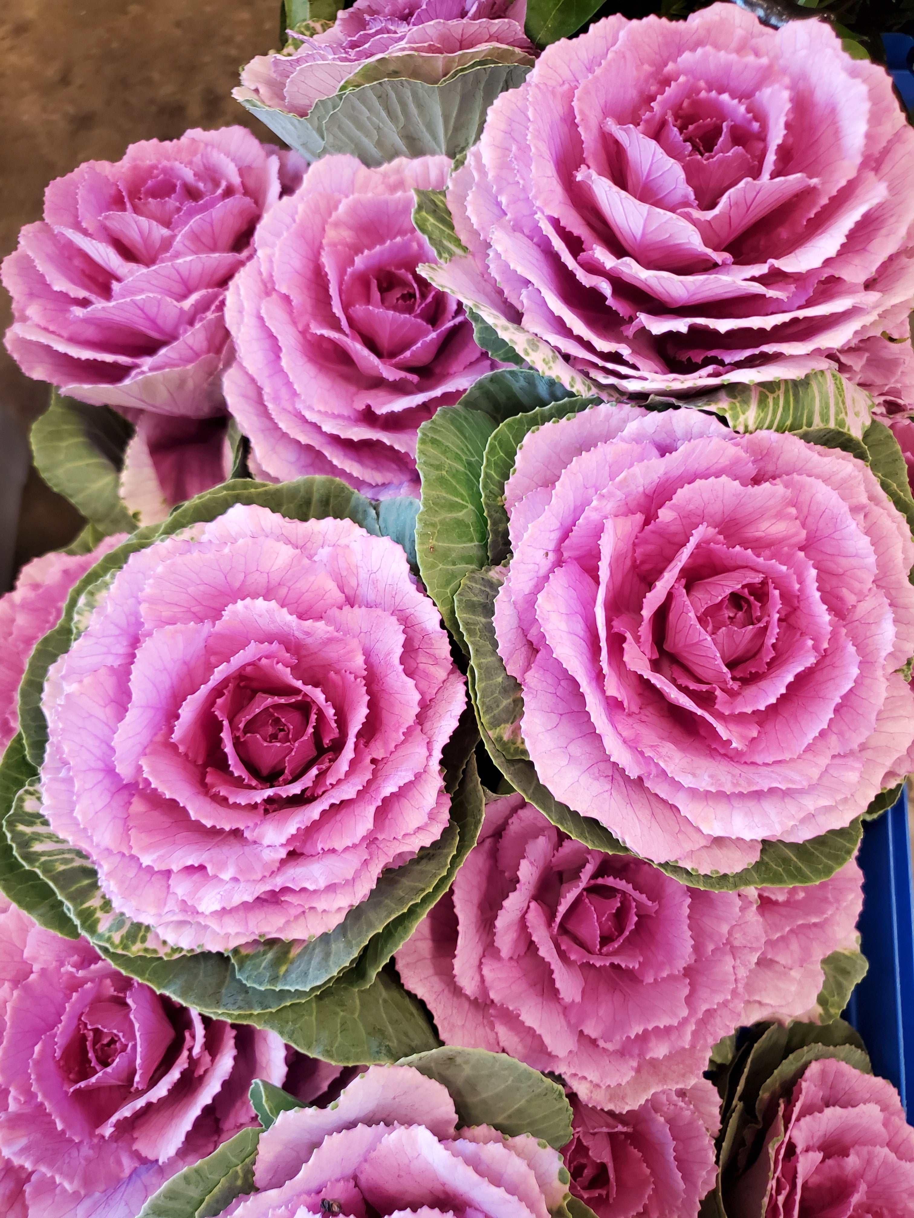 Cabbage- Ornamental