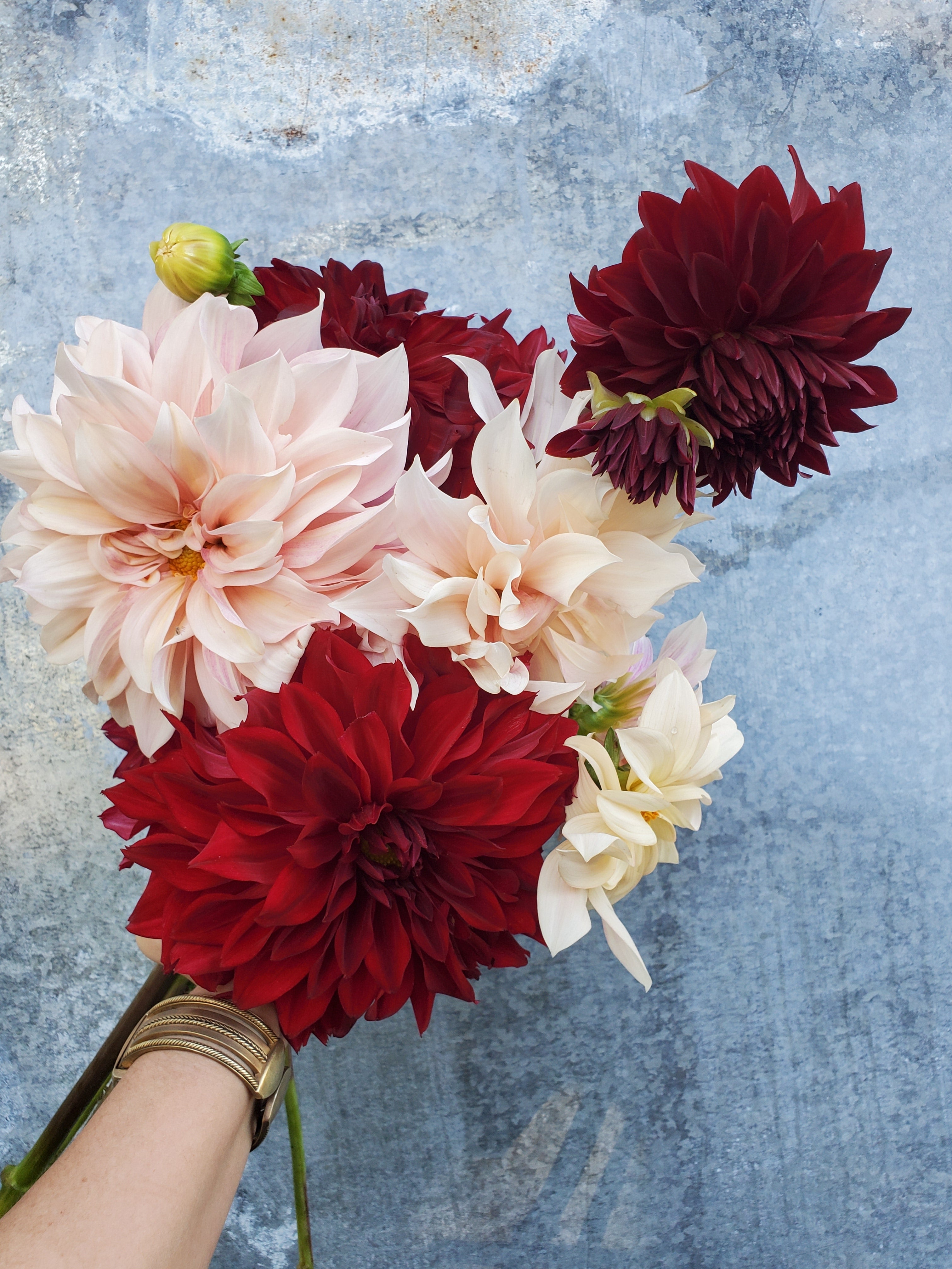 Dahlia