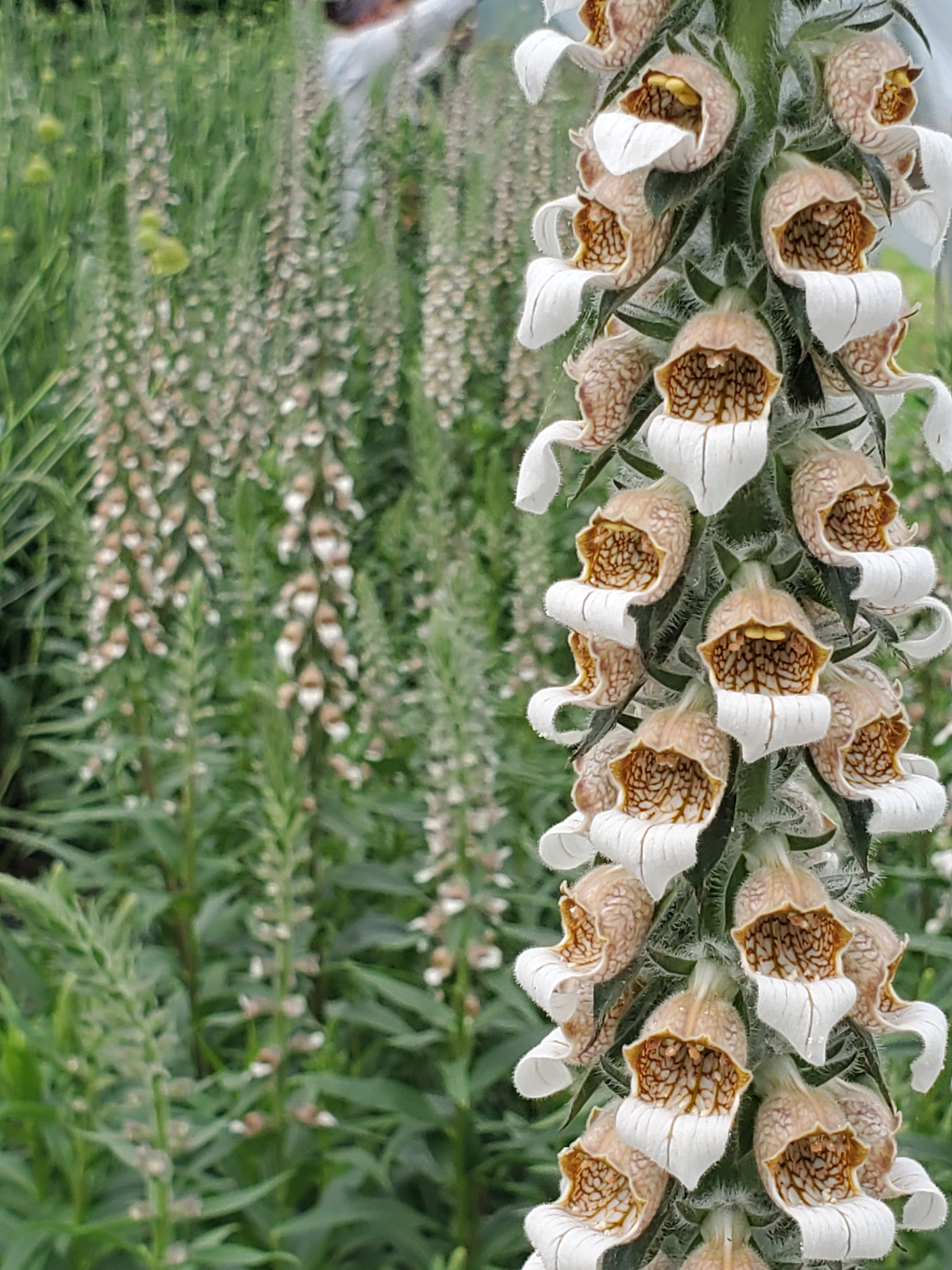 Foxglove