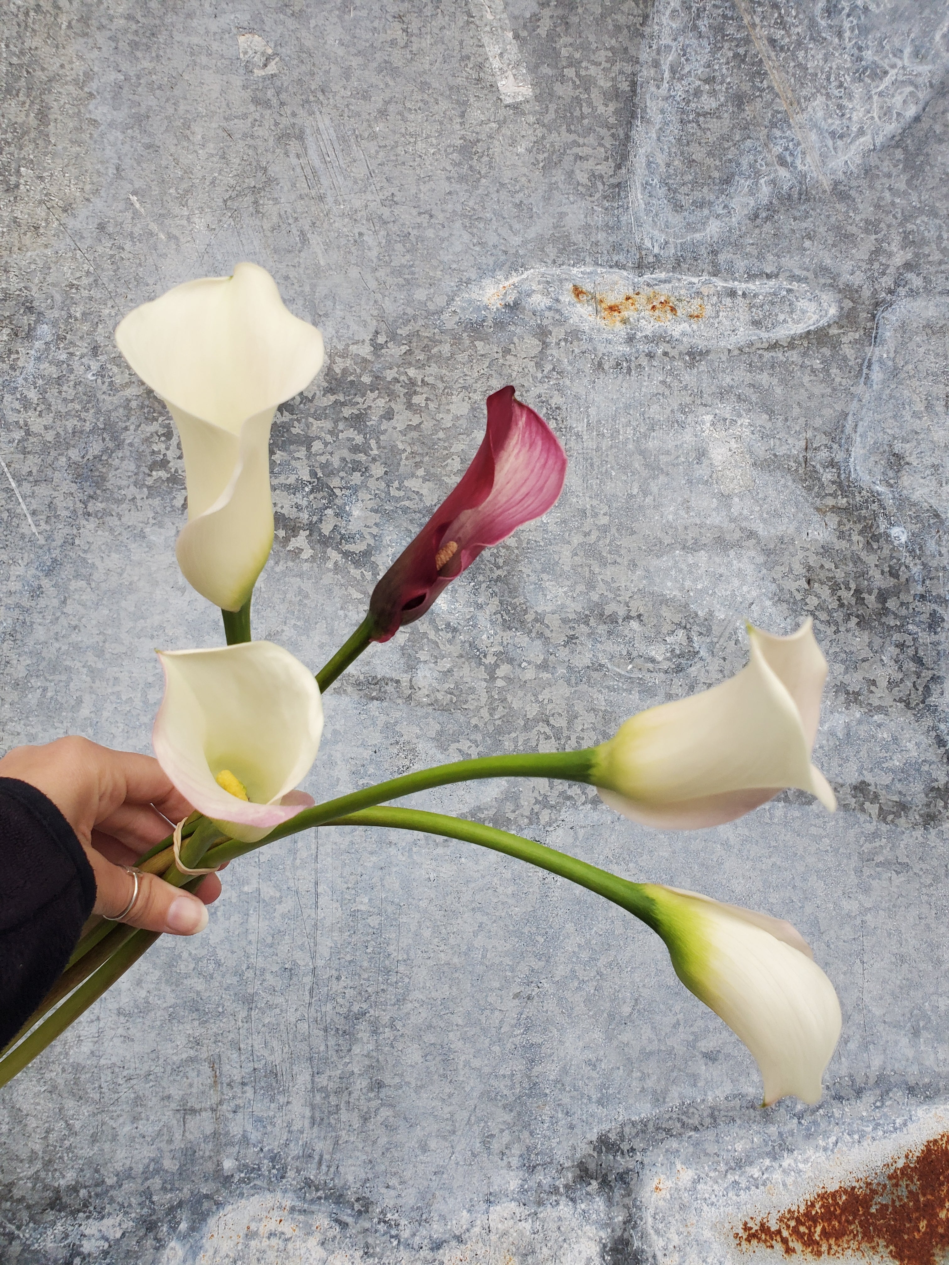 Calla Lily