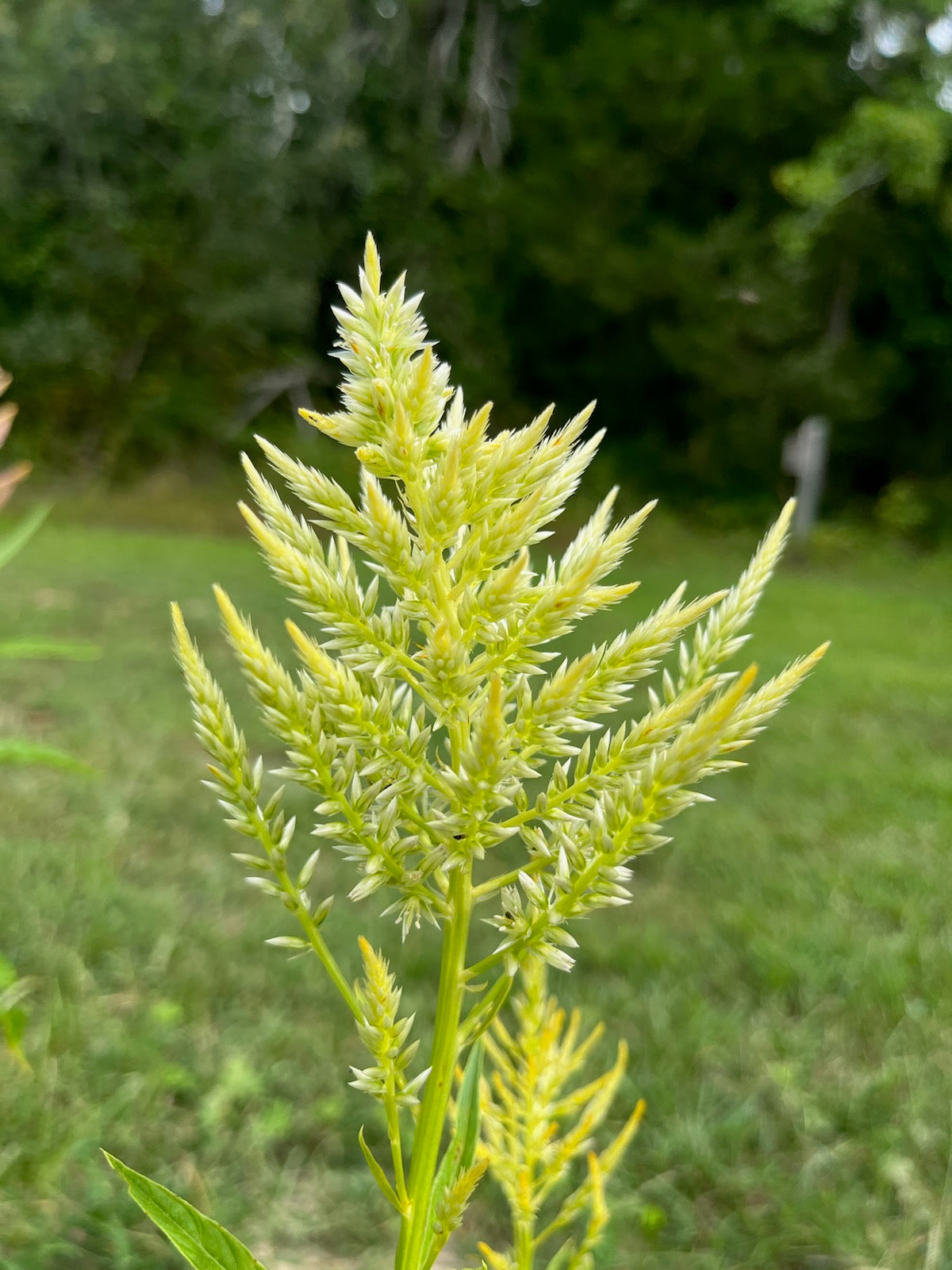 Celosia Plumed