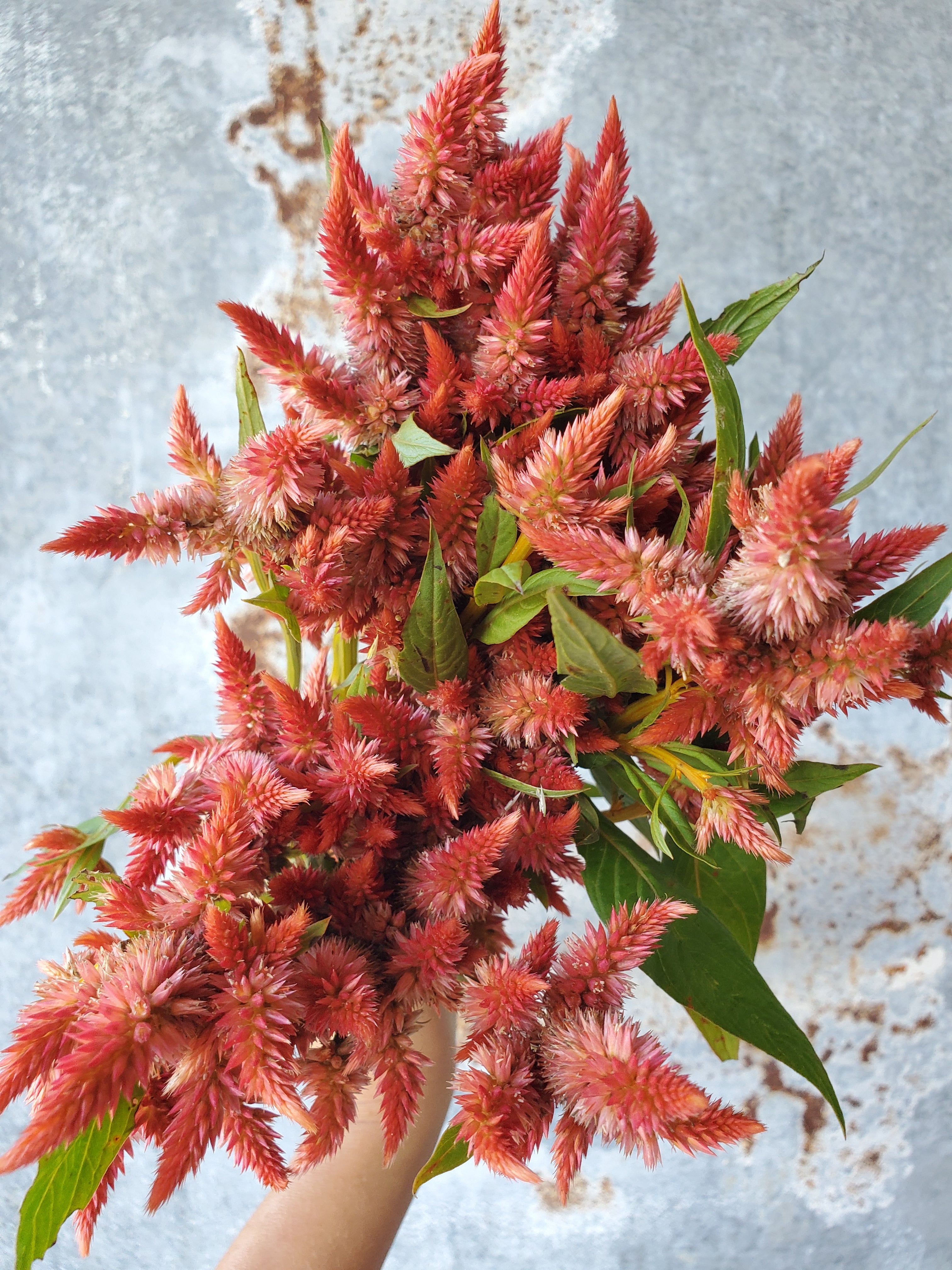 Celosia Plumed