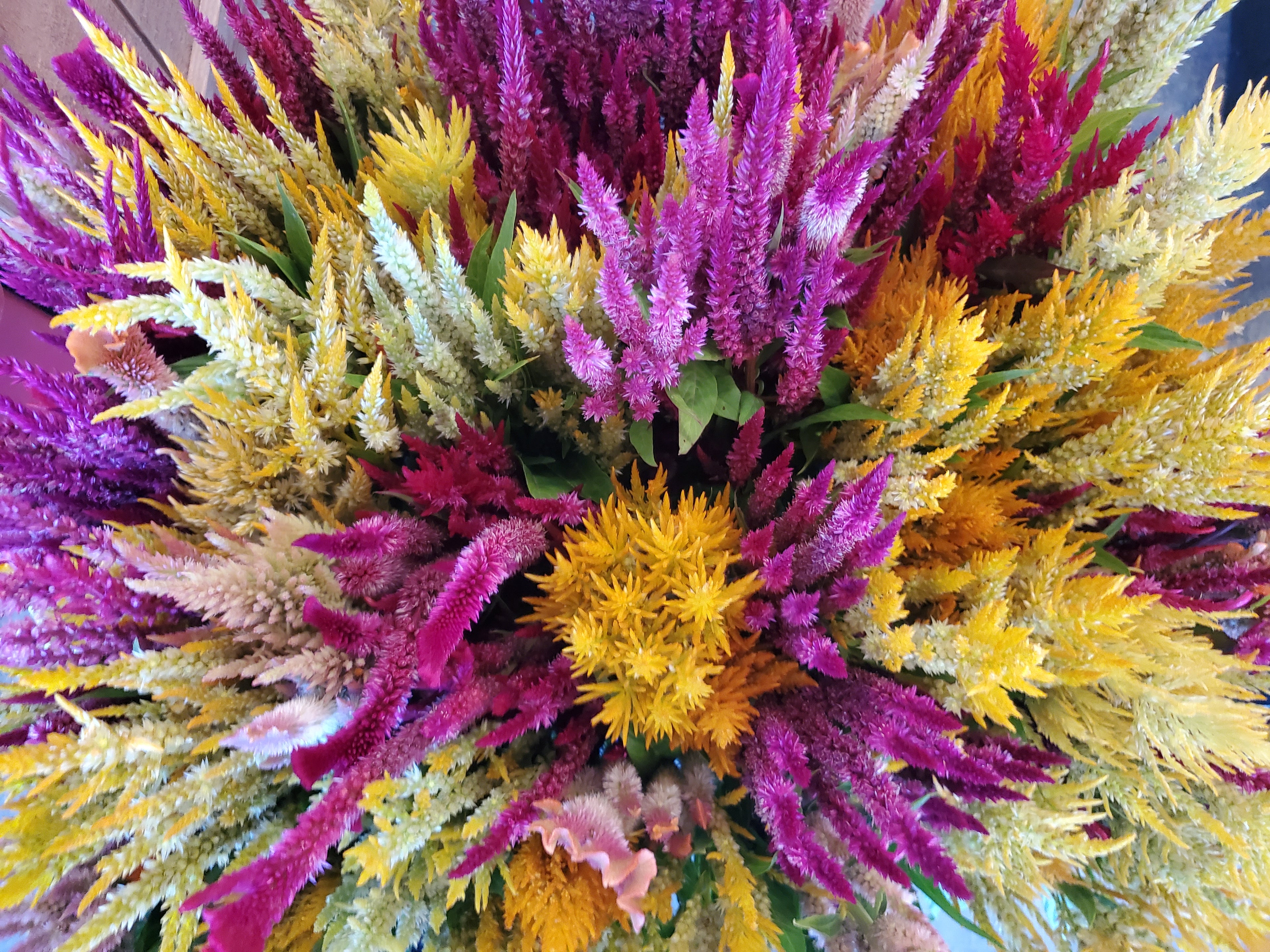 Celosia Plumed