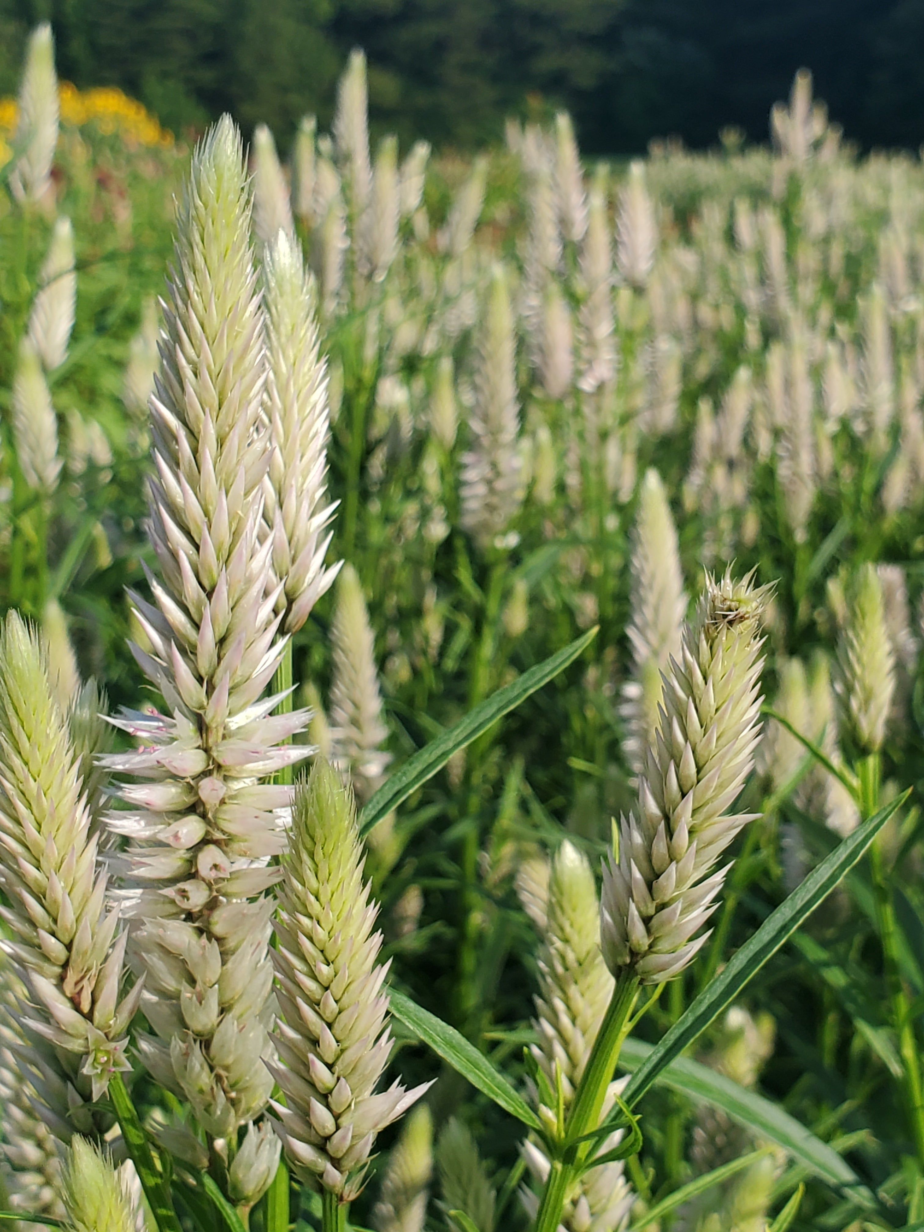 Celosia Plumed