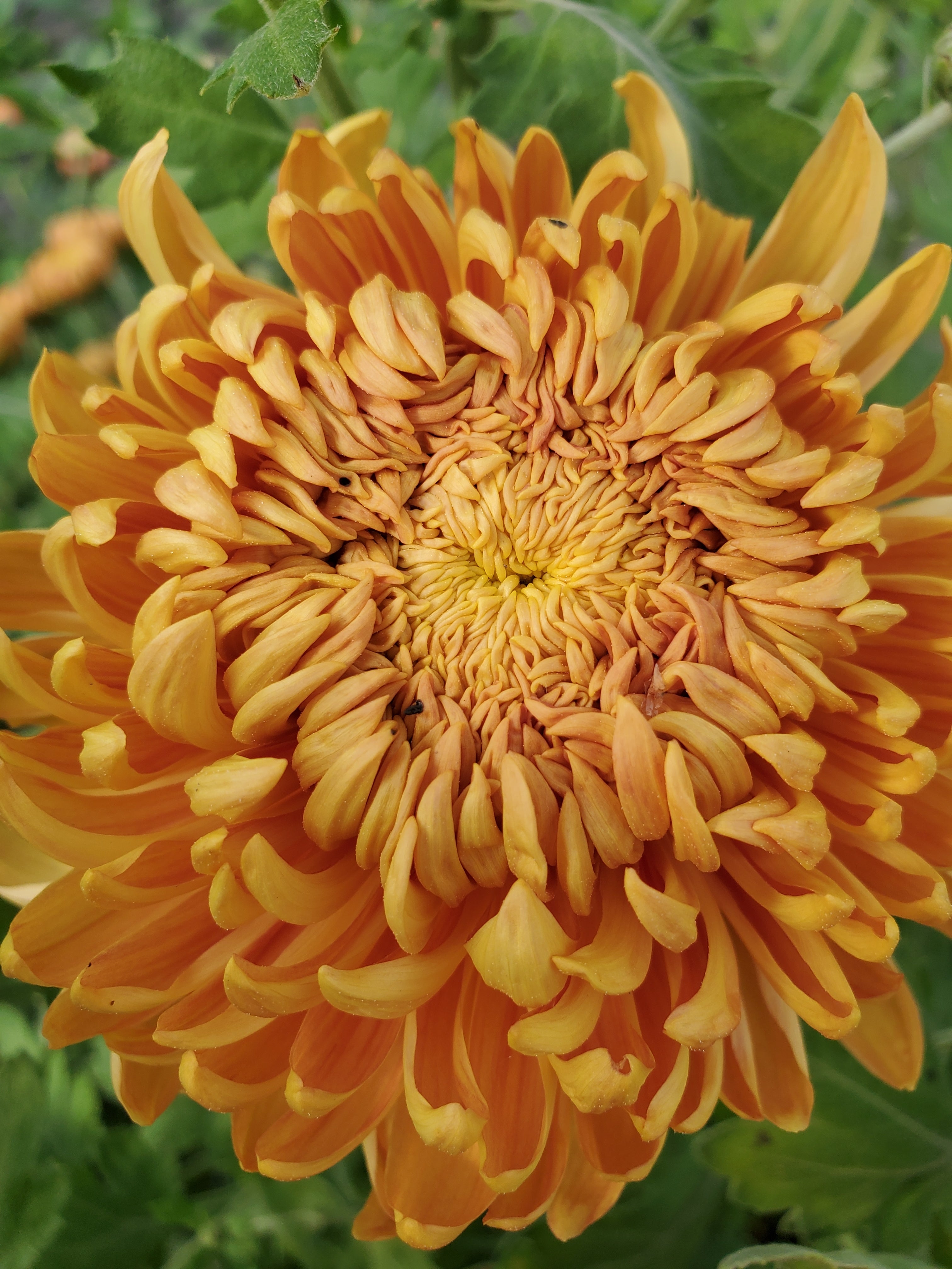 Chrysanthemum