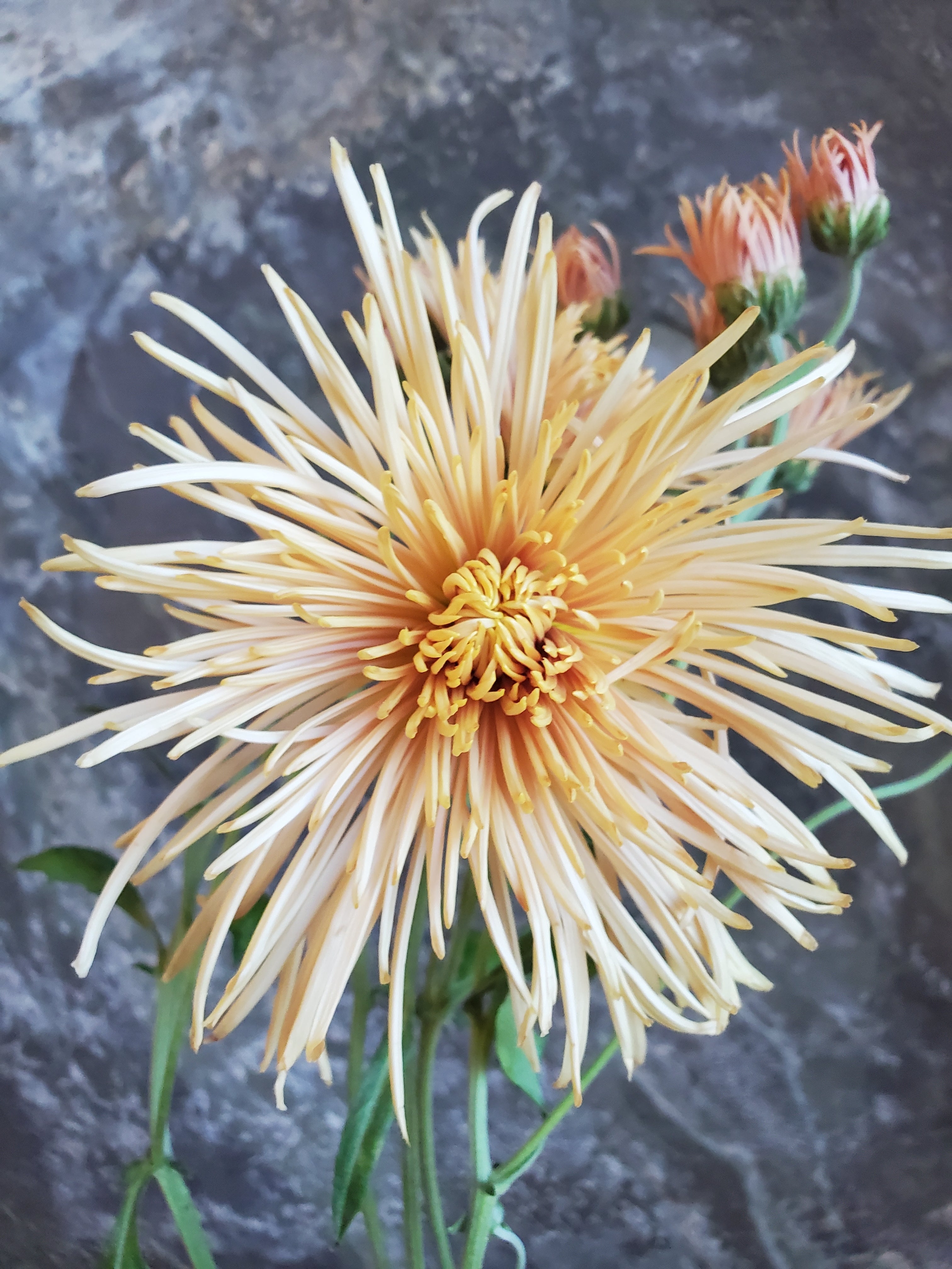 Chrysanthemum