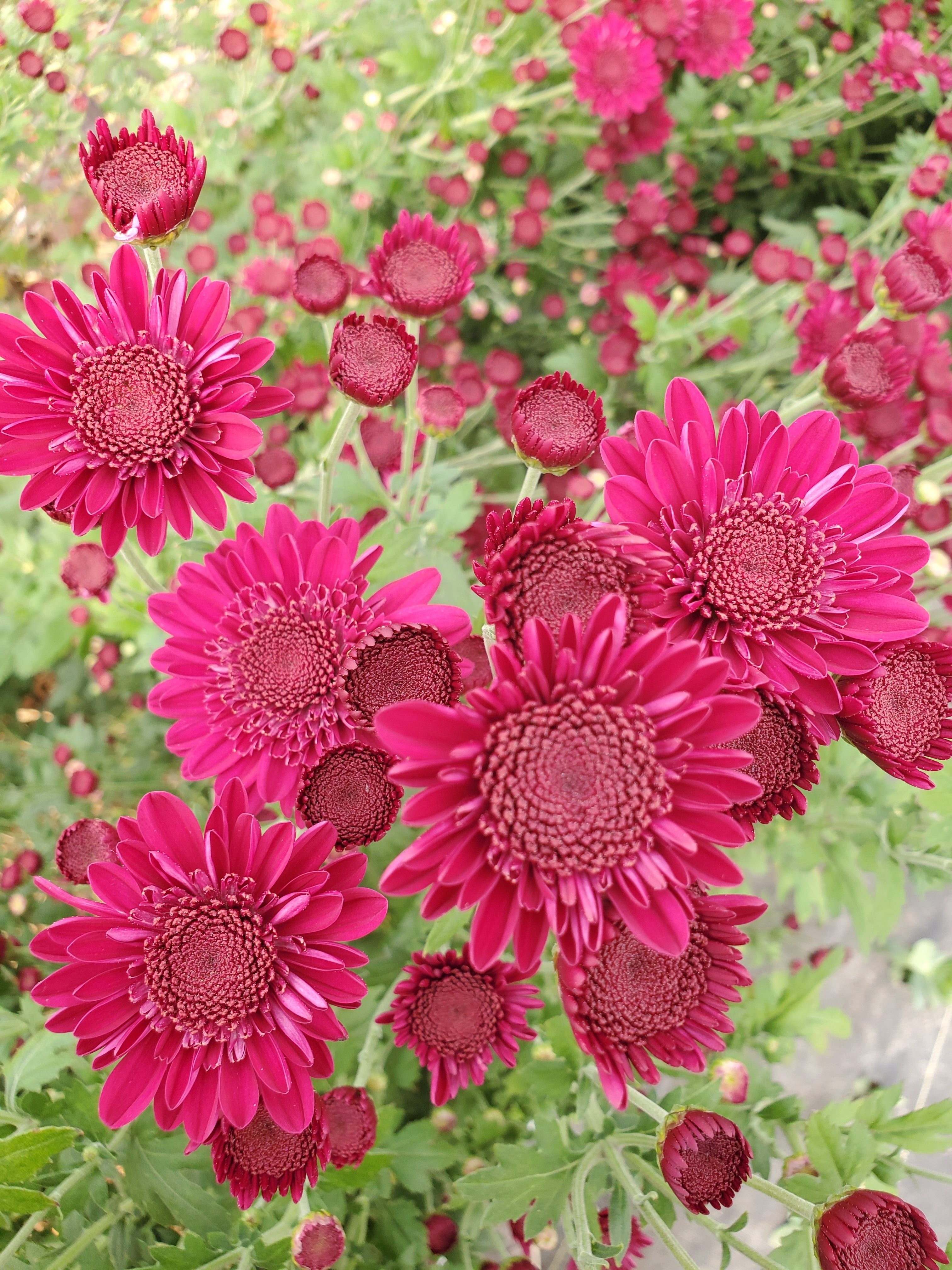 Chrysanthemum