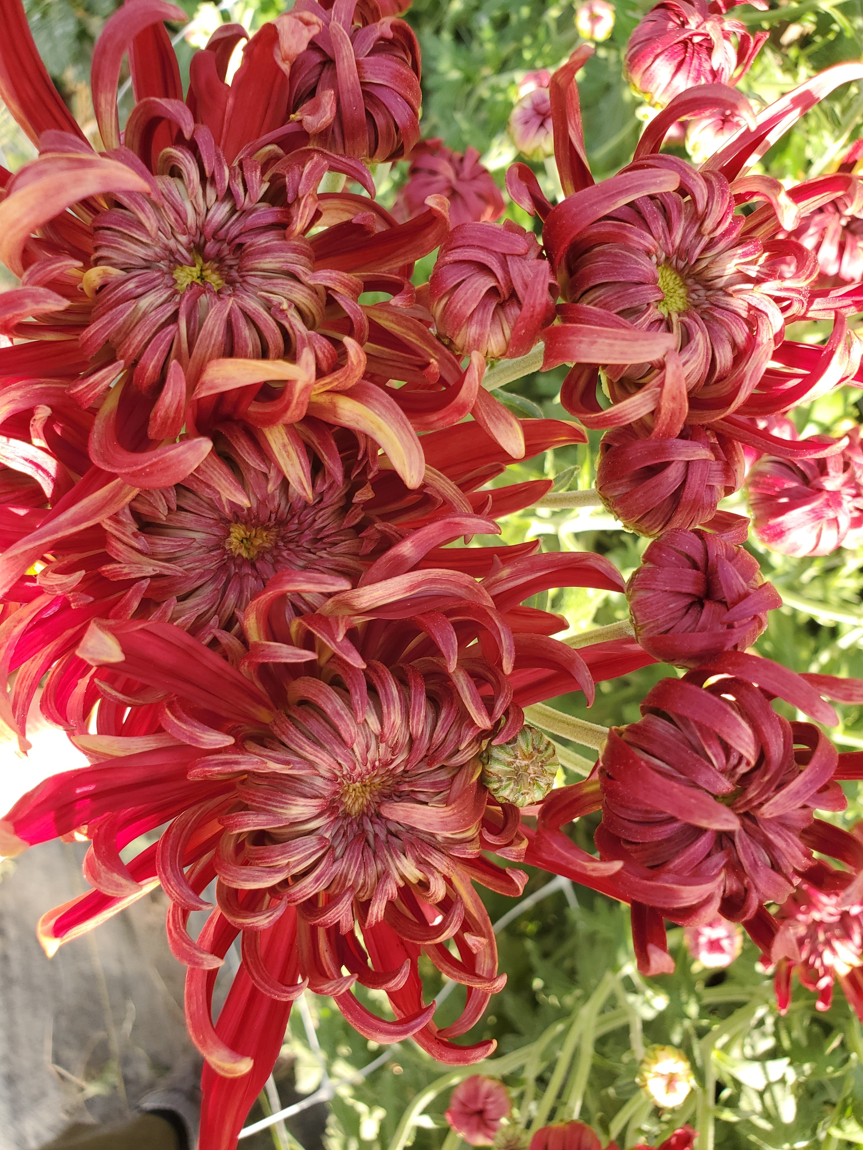 Chrysanthemum