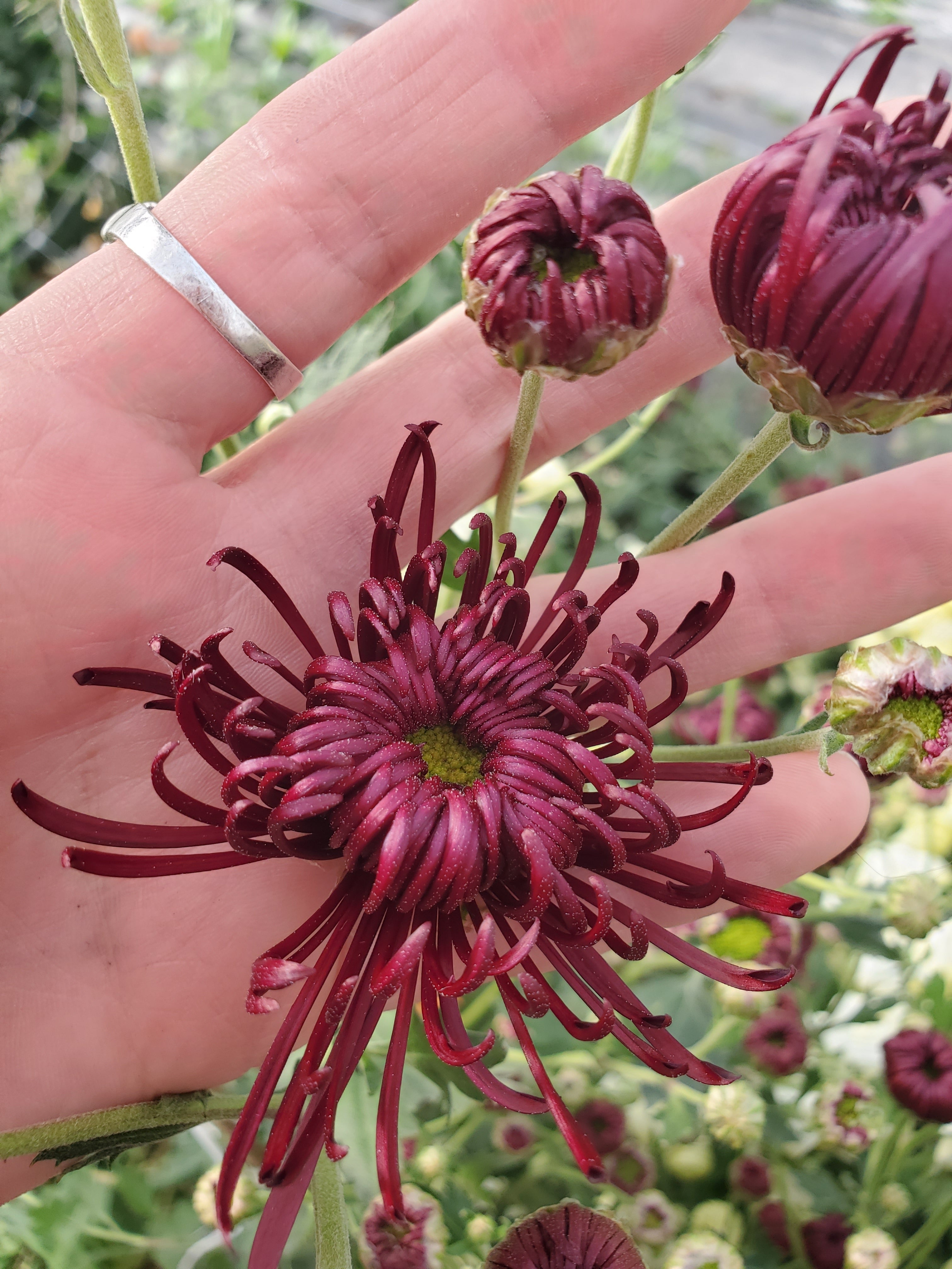 Chrysanthemum