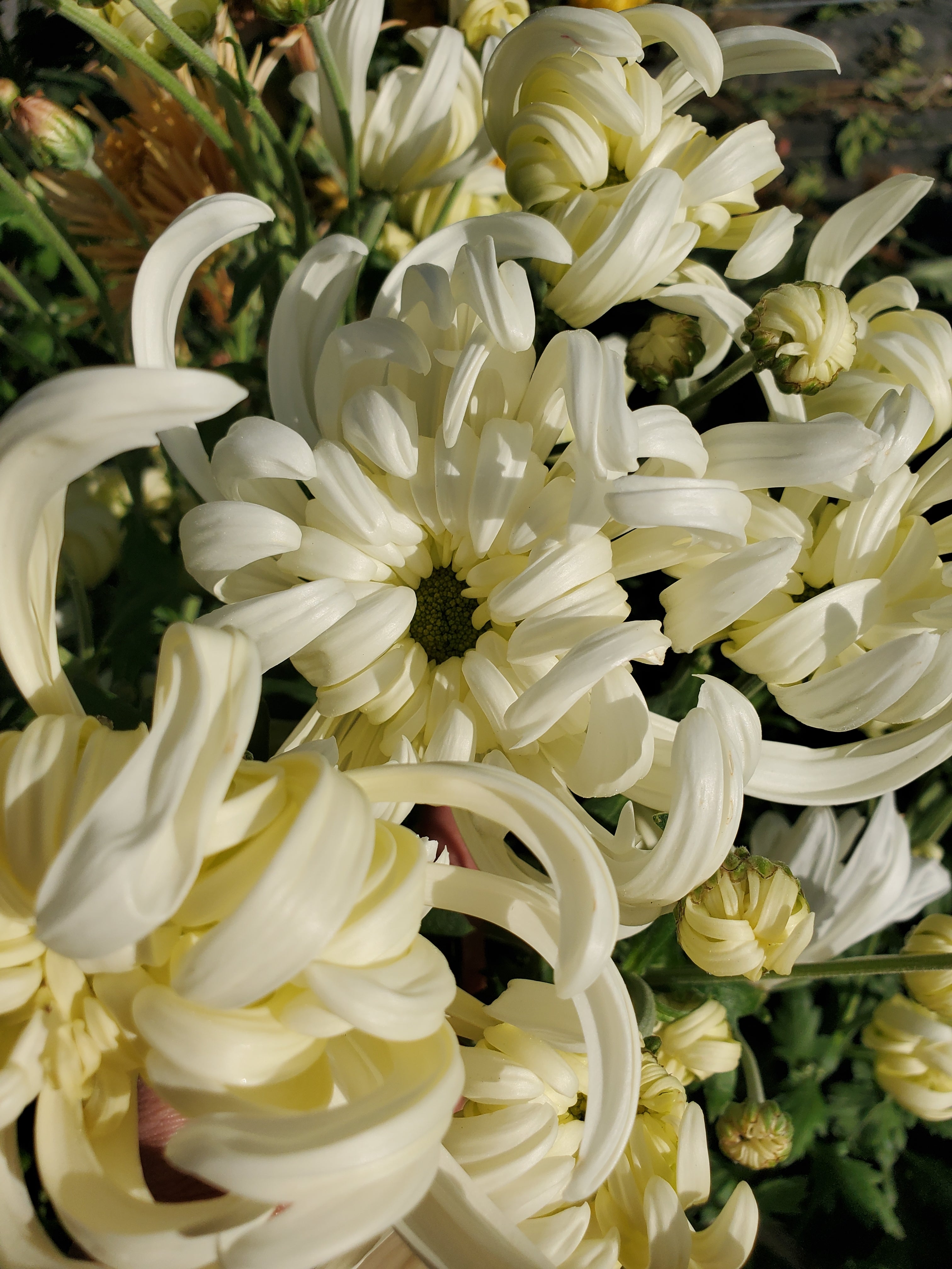 Chrysanthemum