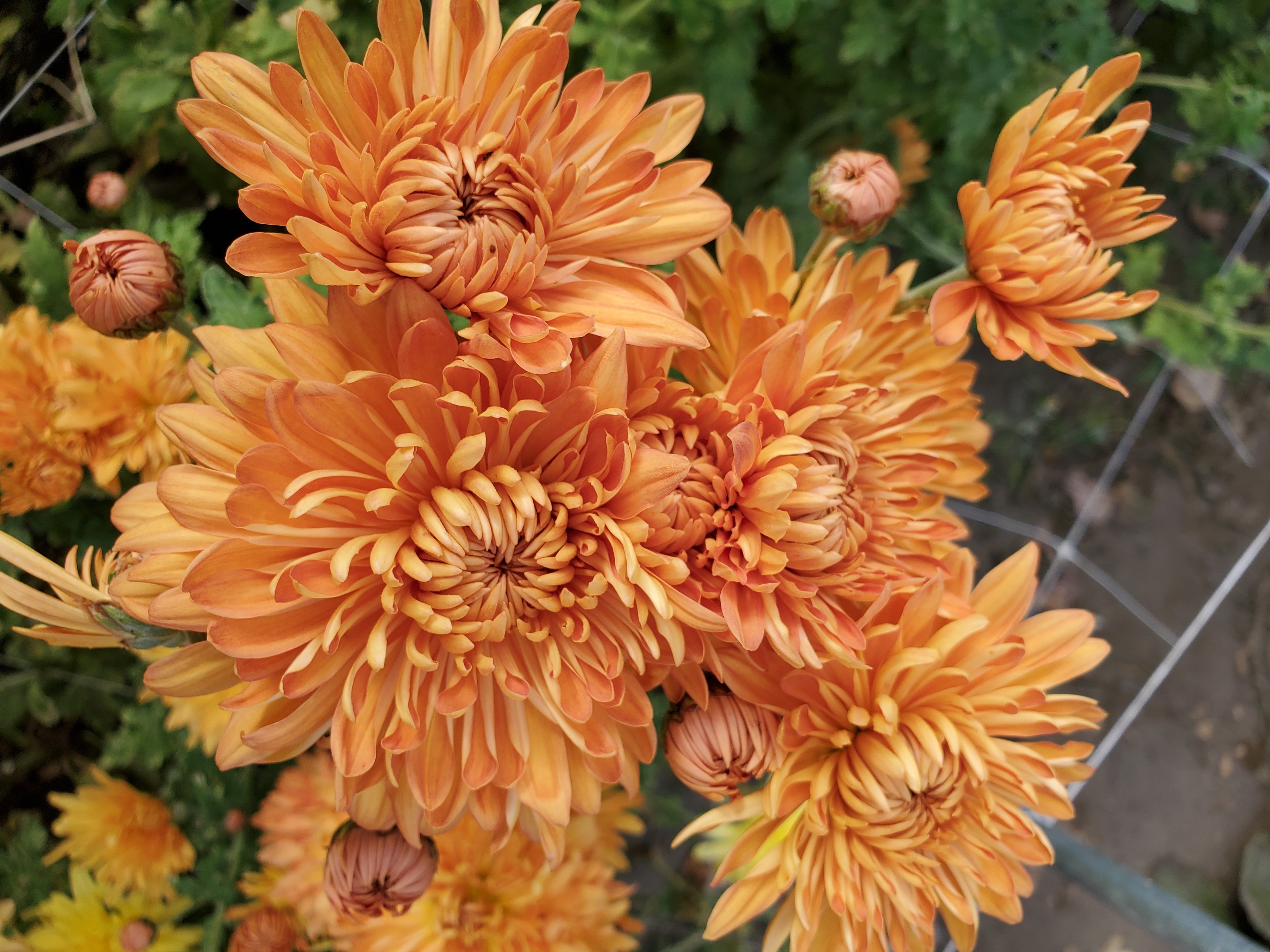 Chrysanthemum