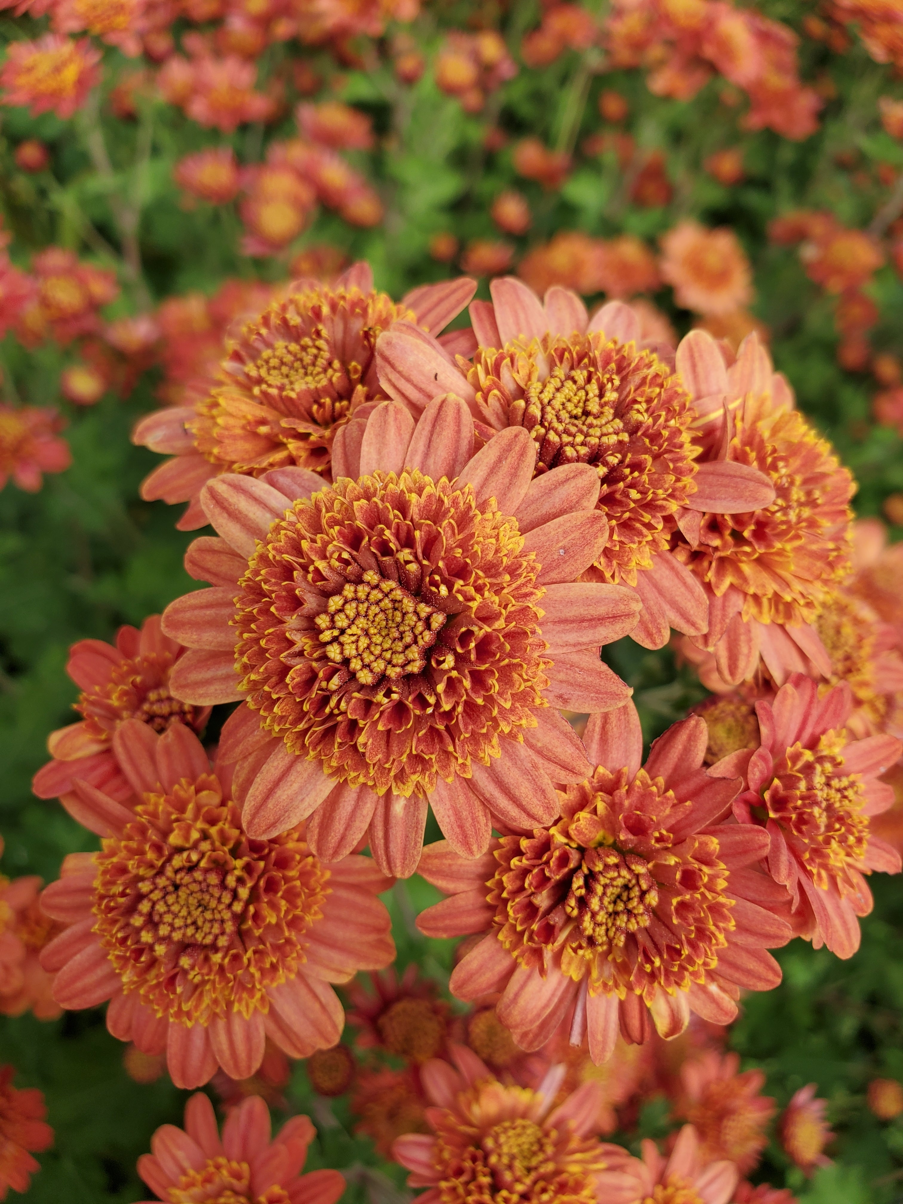 Chrysanthemum