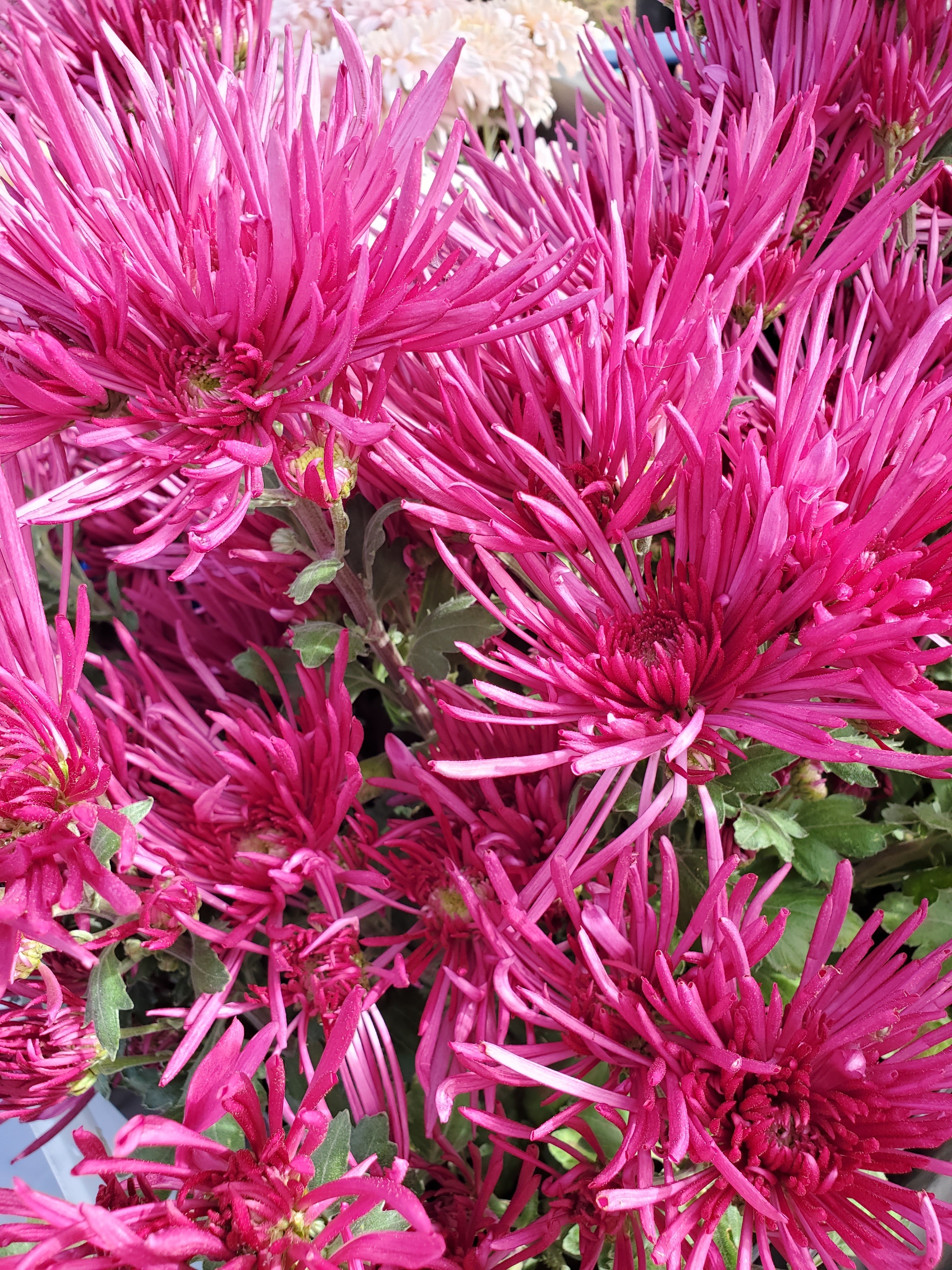 Chrysanthemum