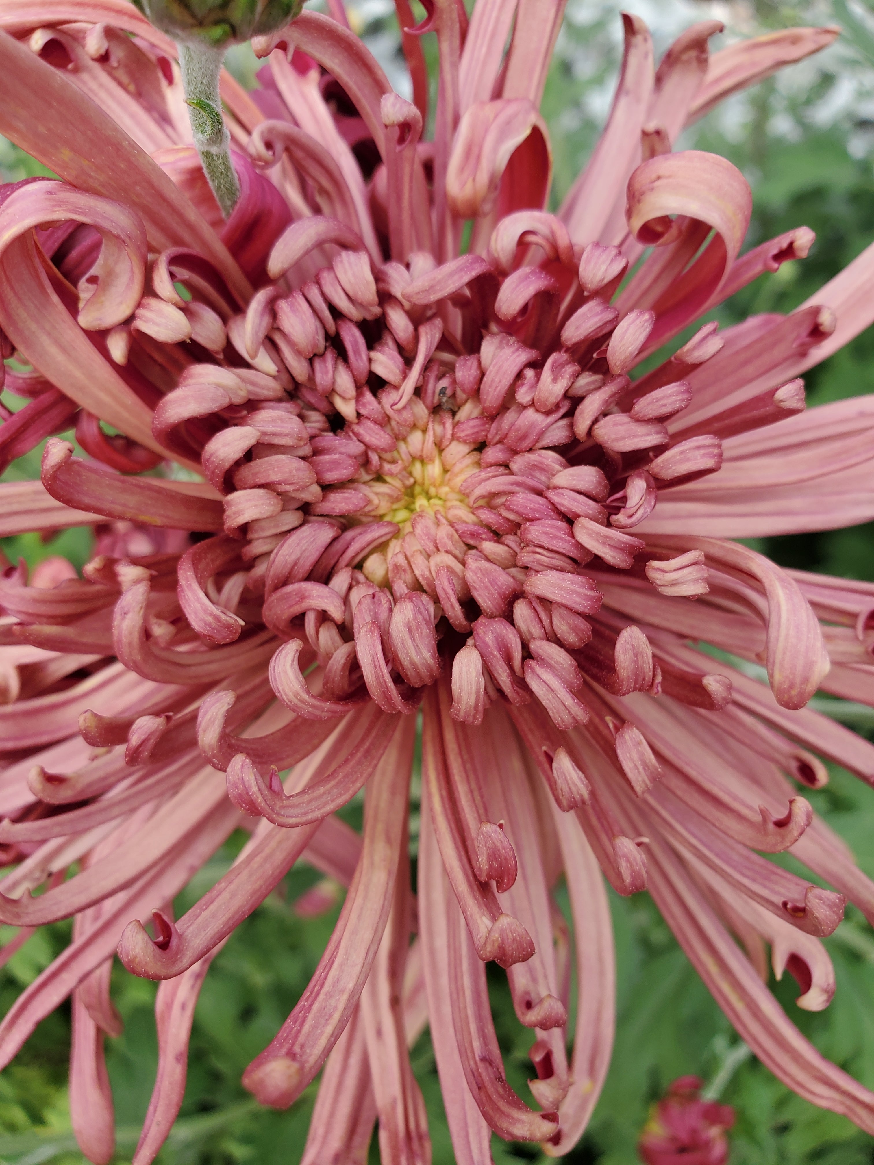 Chrysanthemum