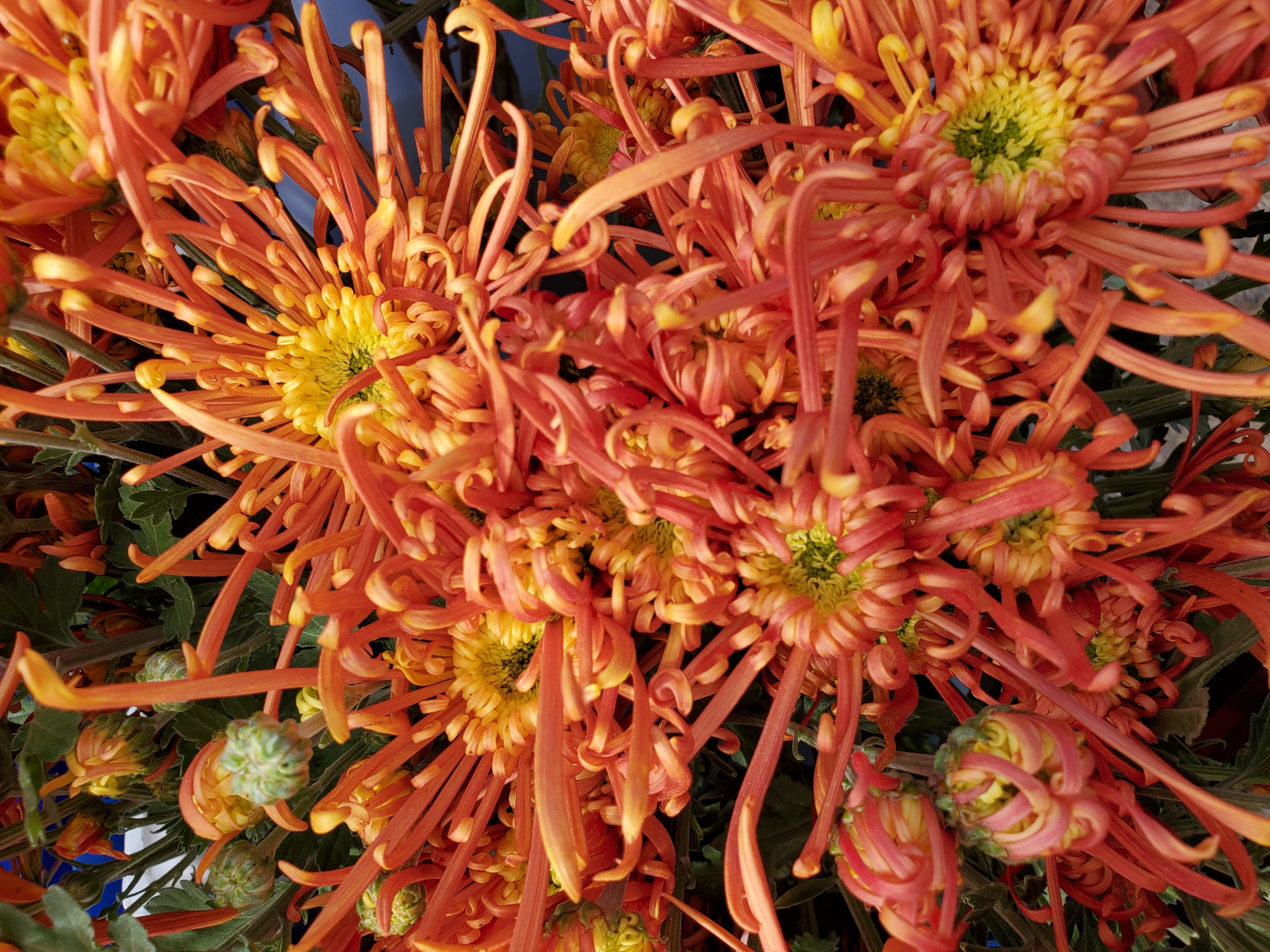 Chrysanthemum