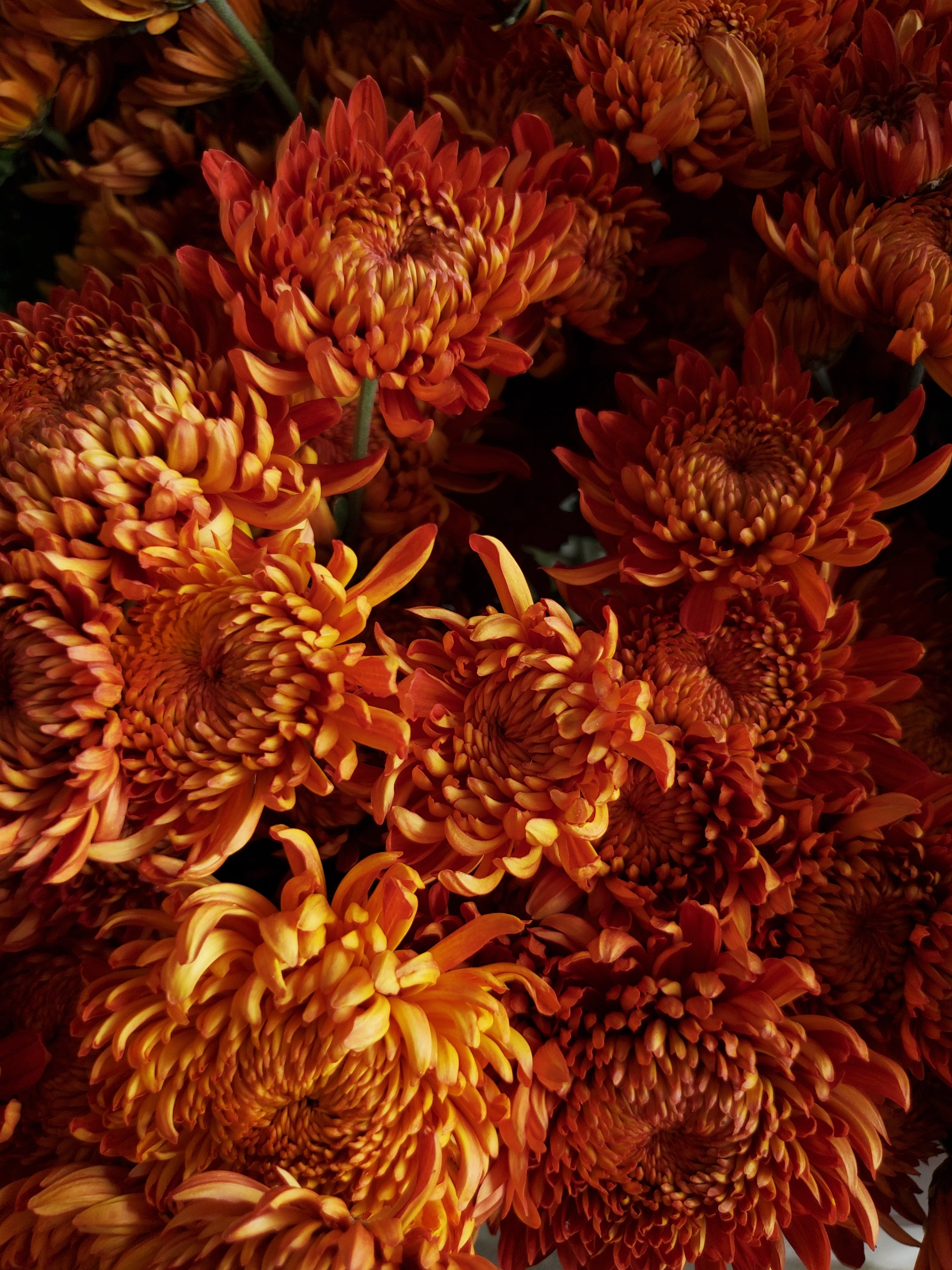 Chrysanthemum