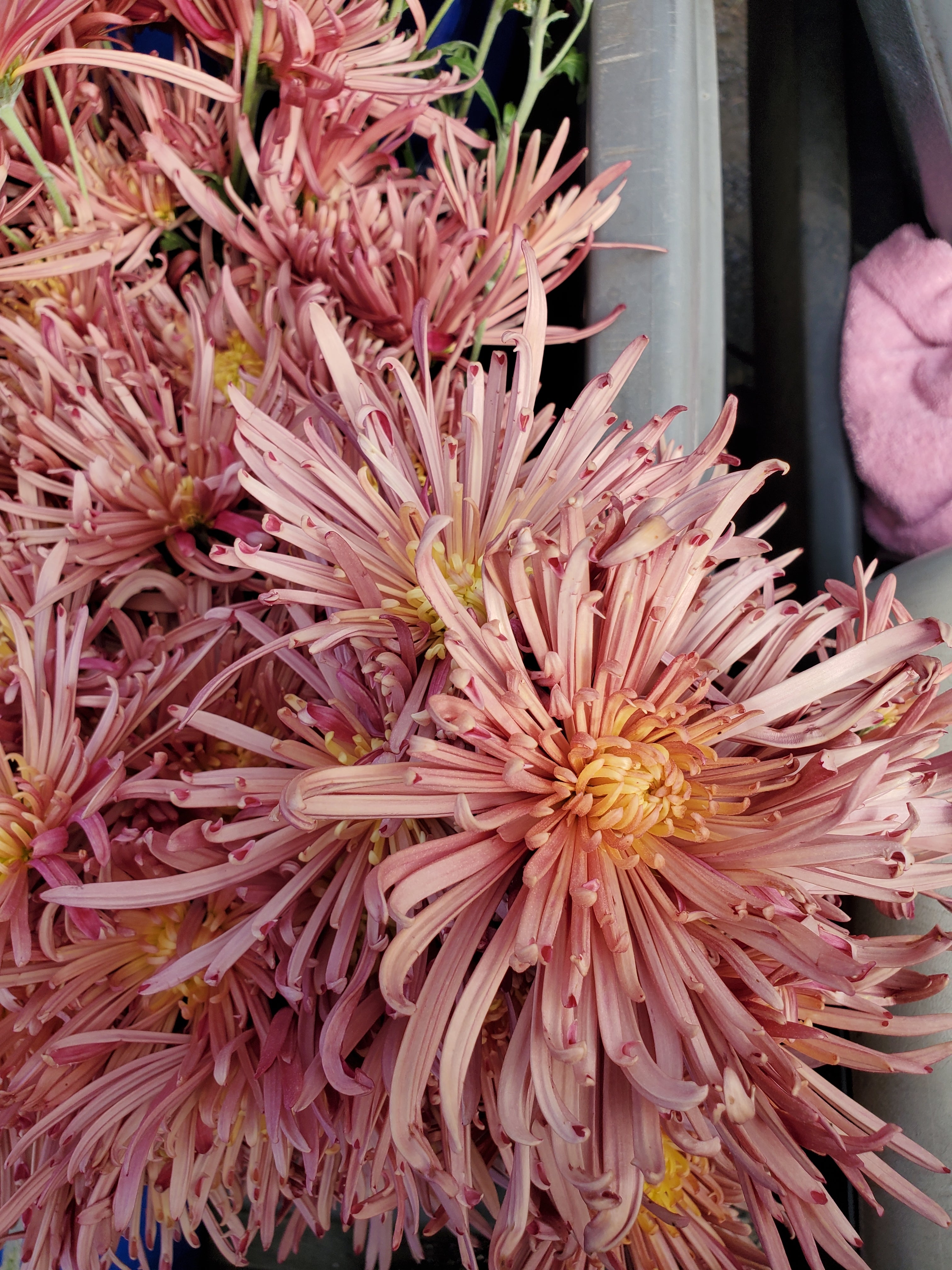 Chrysanthemum