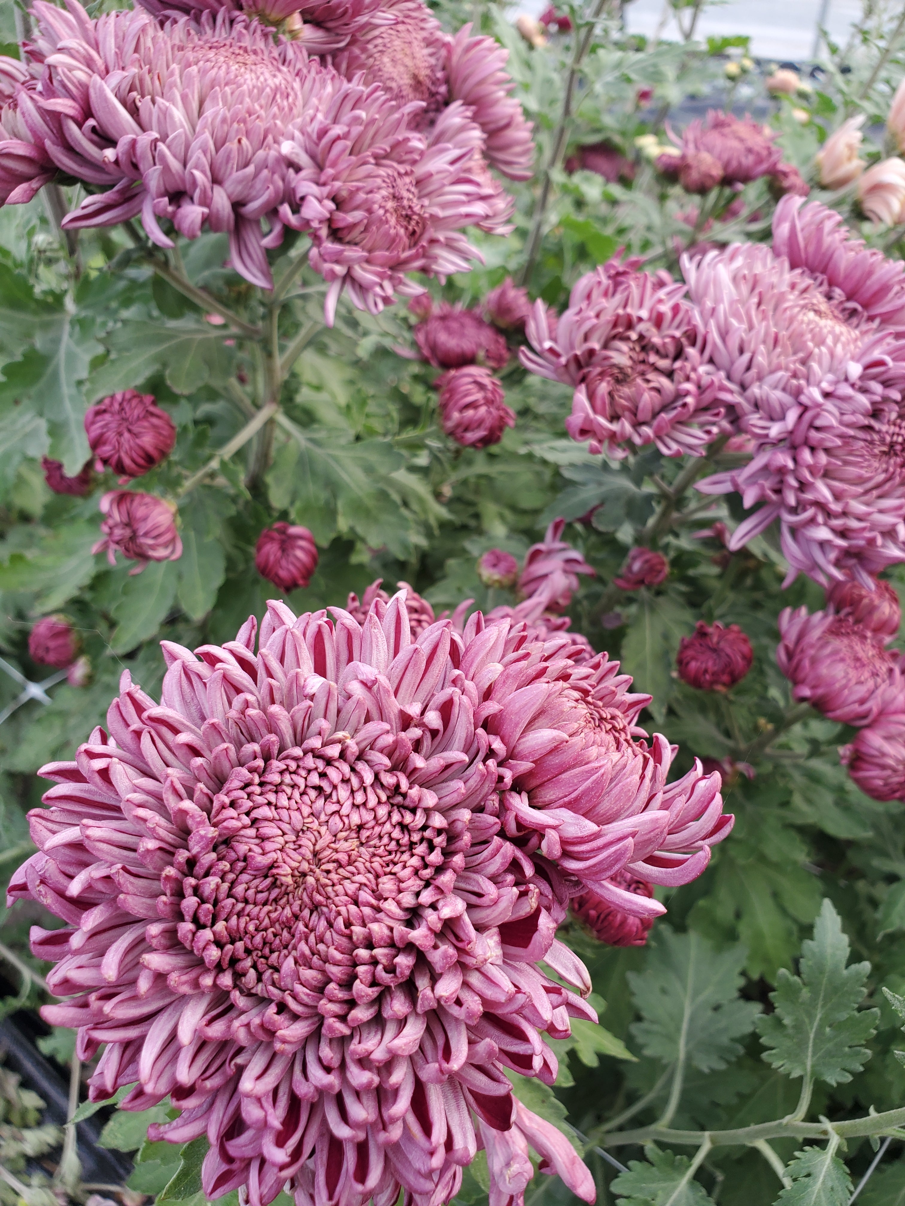 Chrysanthemum