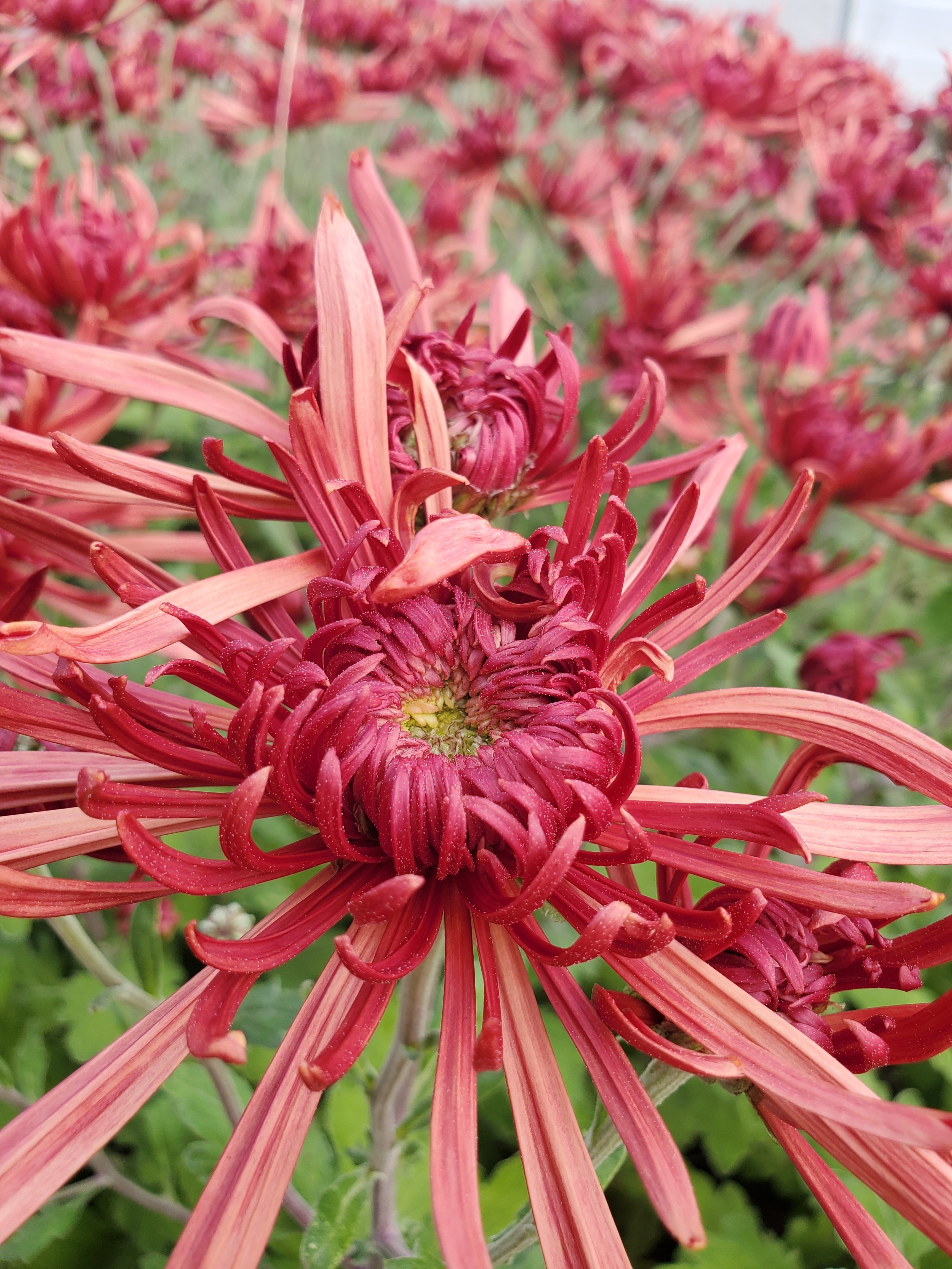 Chrysanthemum