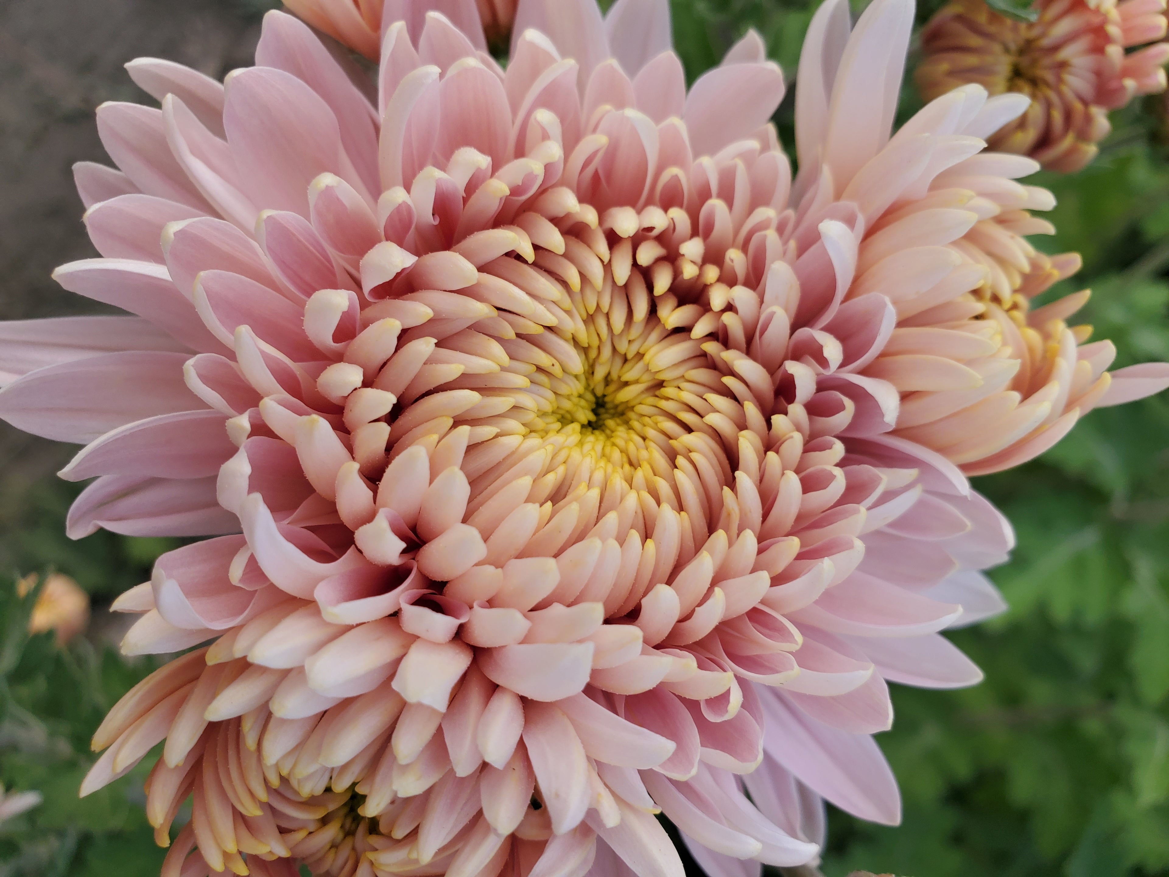 Chrysanthemum