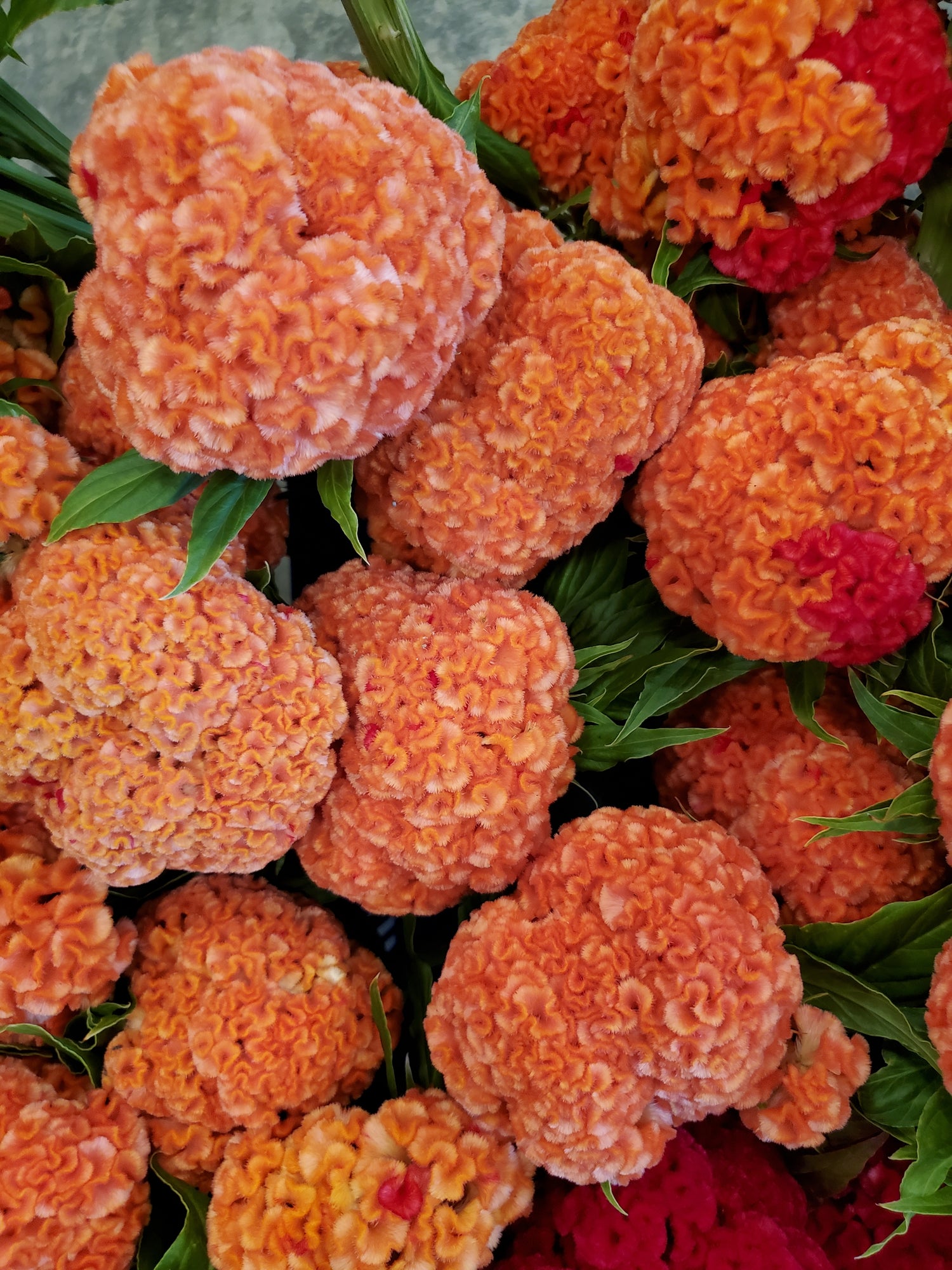 Coxcomb- Traditional Brains