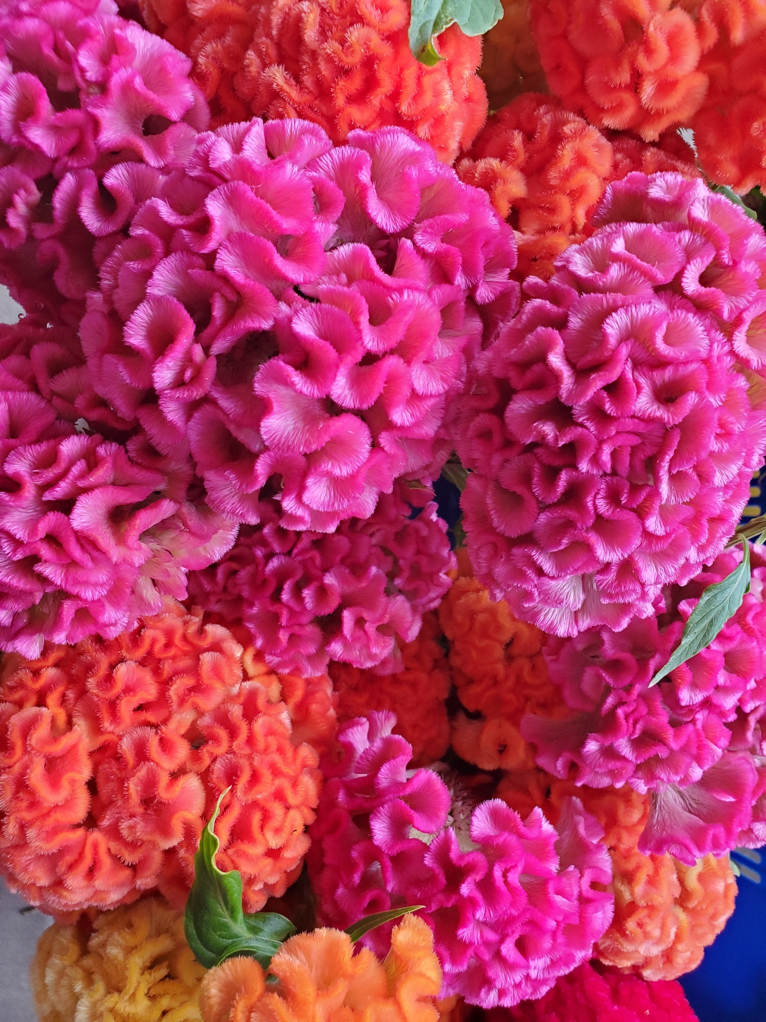 Coxcomb- Traditional Brains