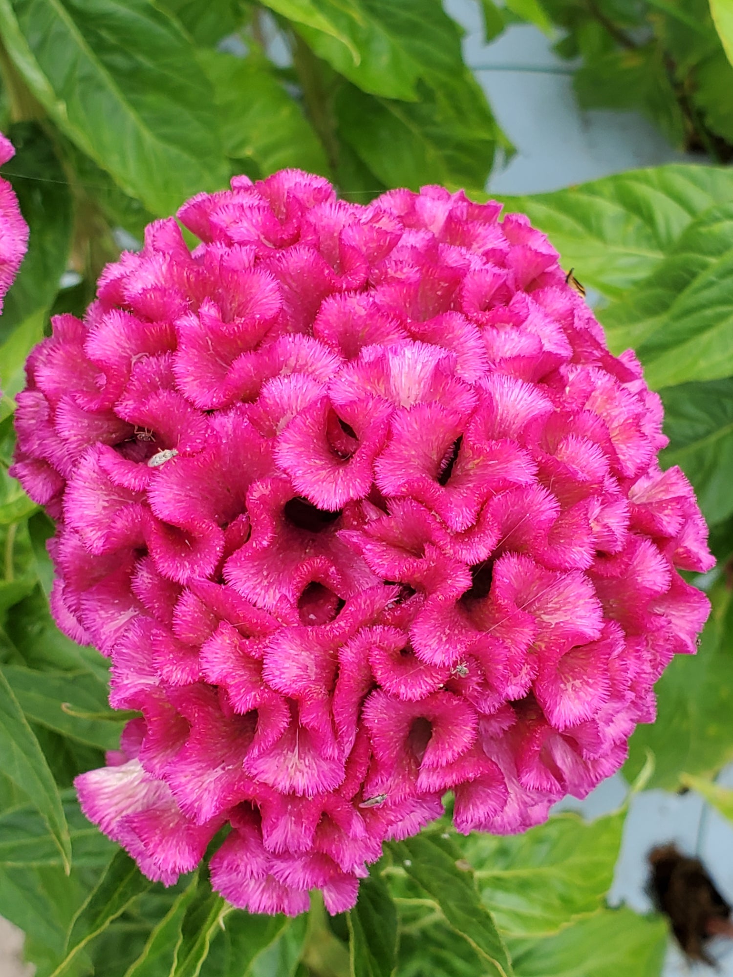 Coxcomb- Traditional Brains