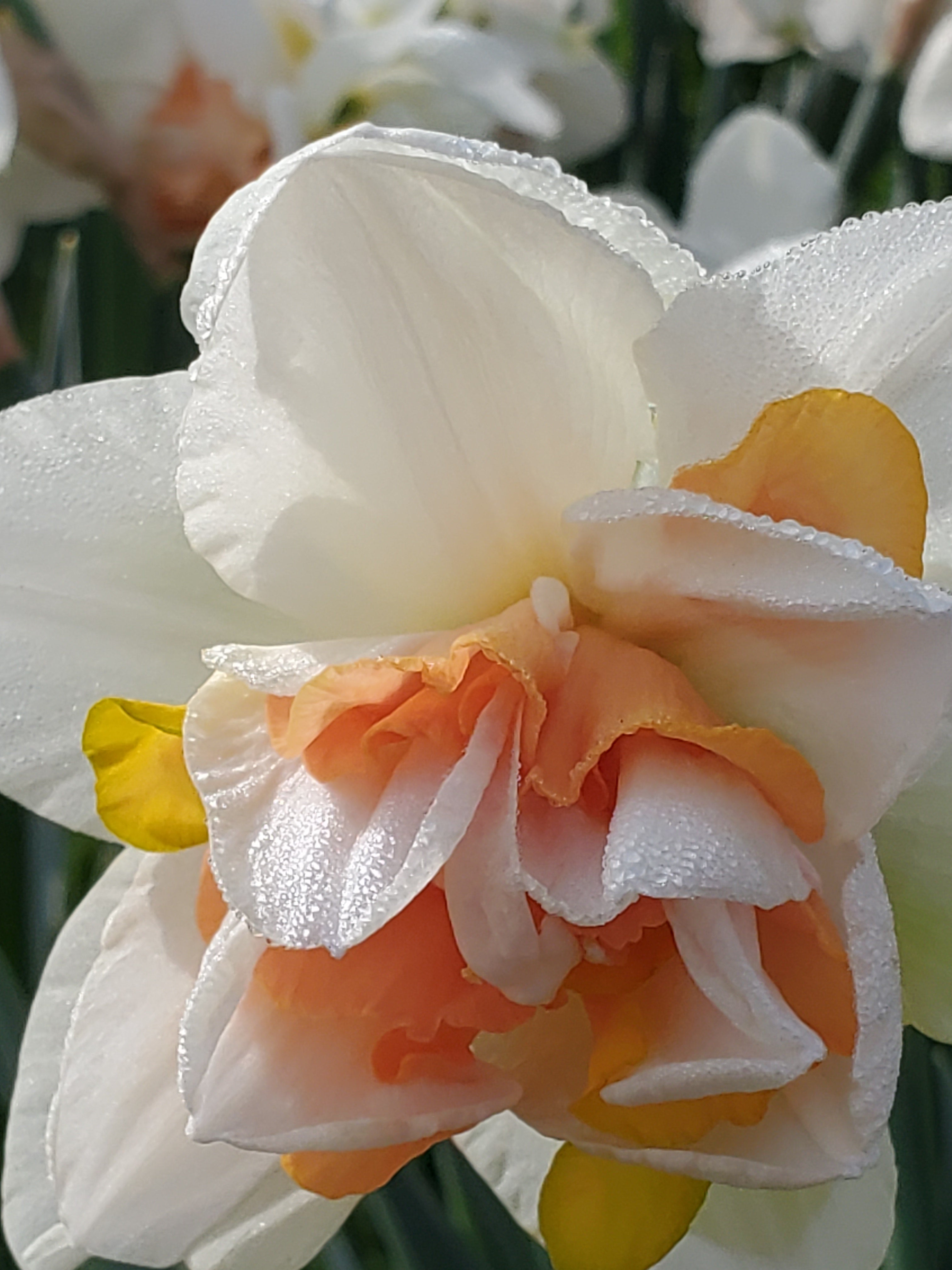 Daffodils/Narcissus- Specialty Mix