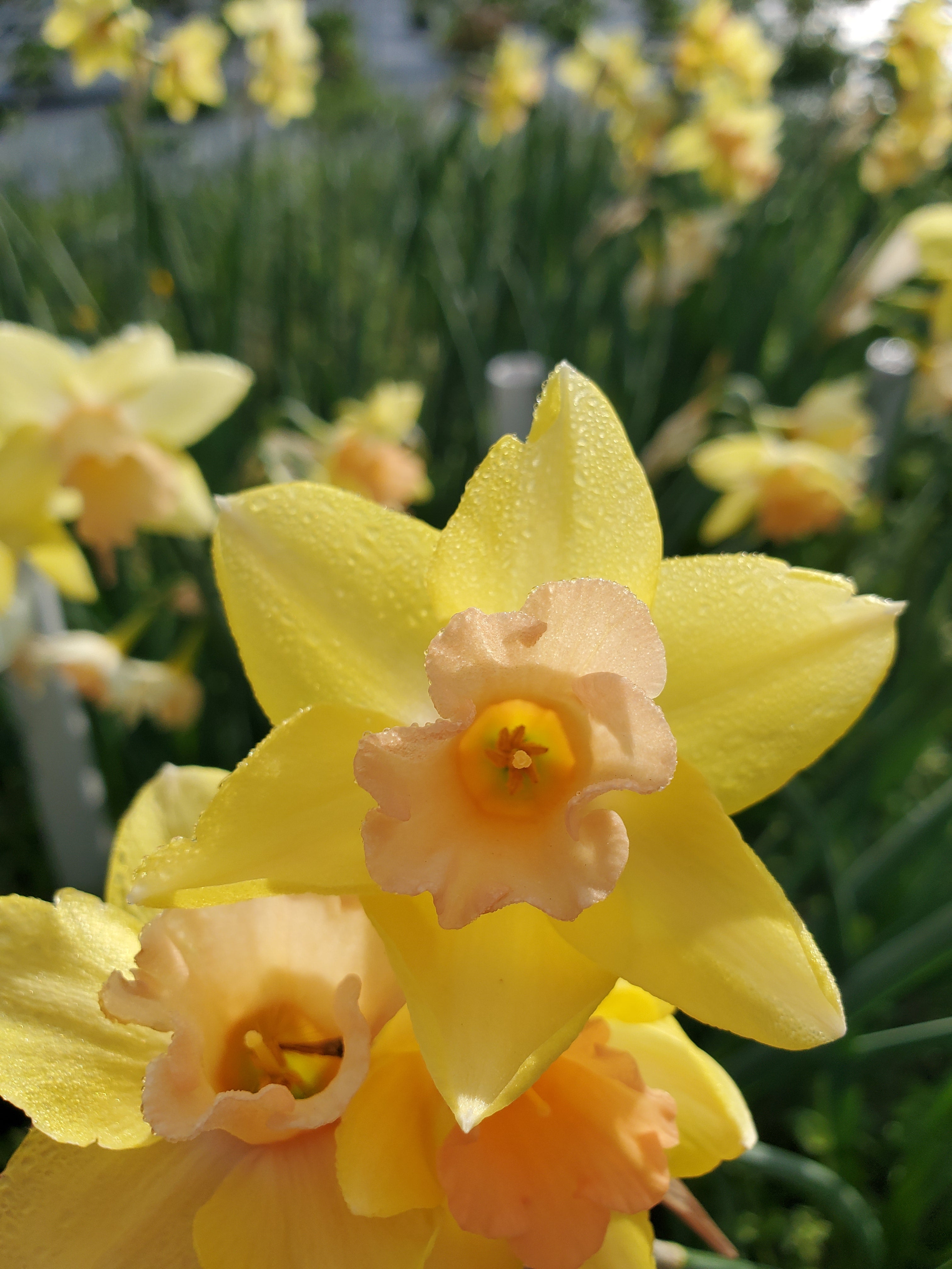 Daffodils/Narcissus- Specialty Mix
