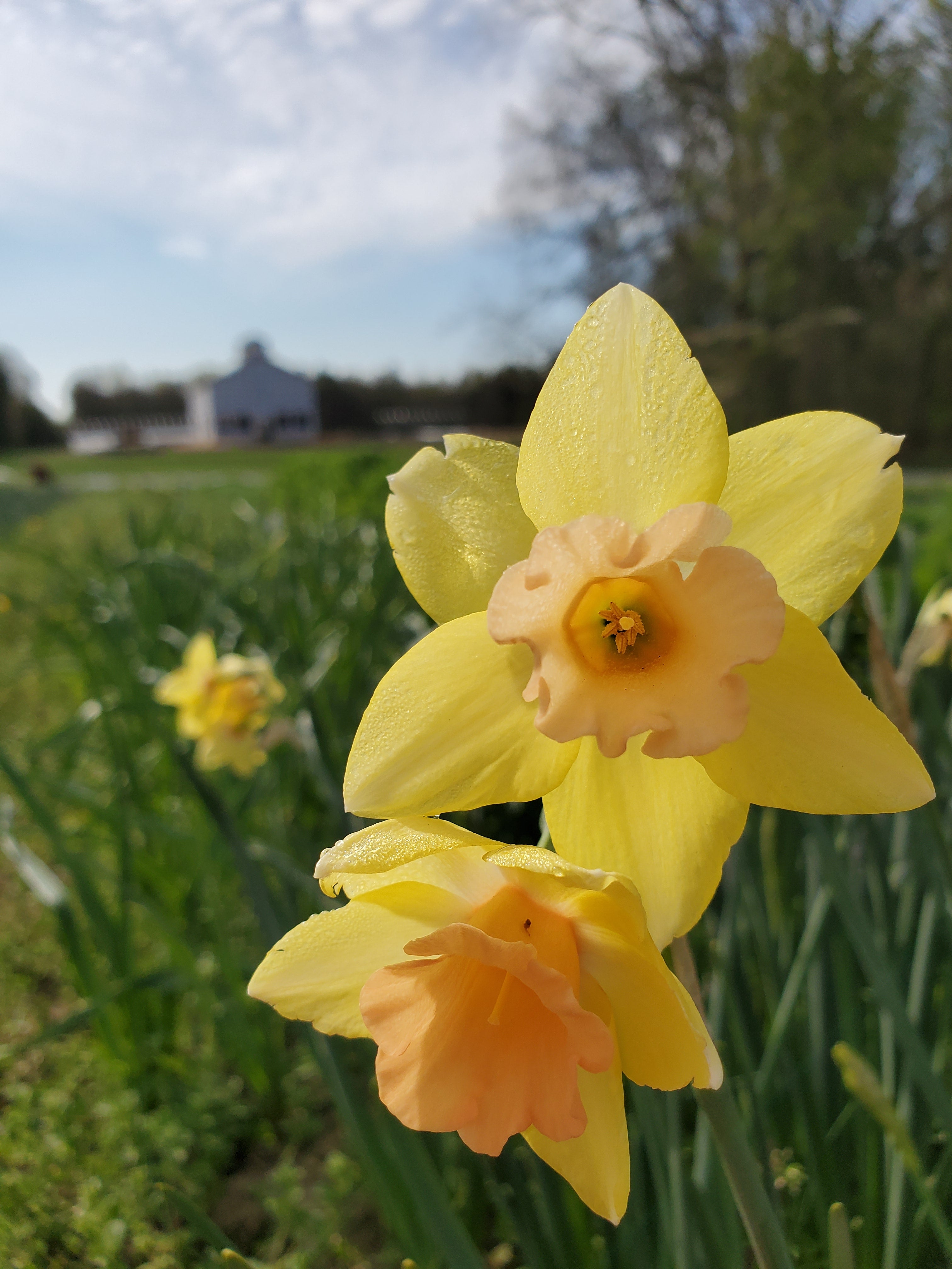 Daffodils/Narcissus- Specialty Mix