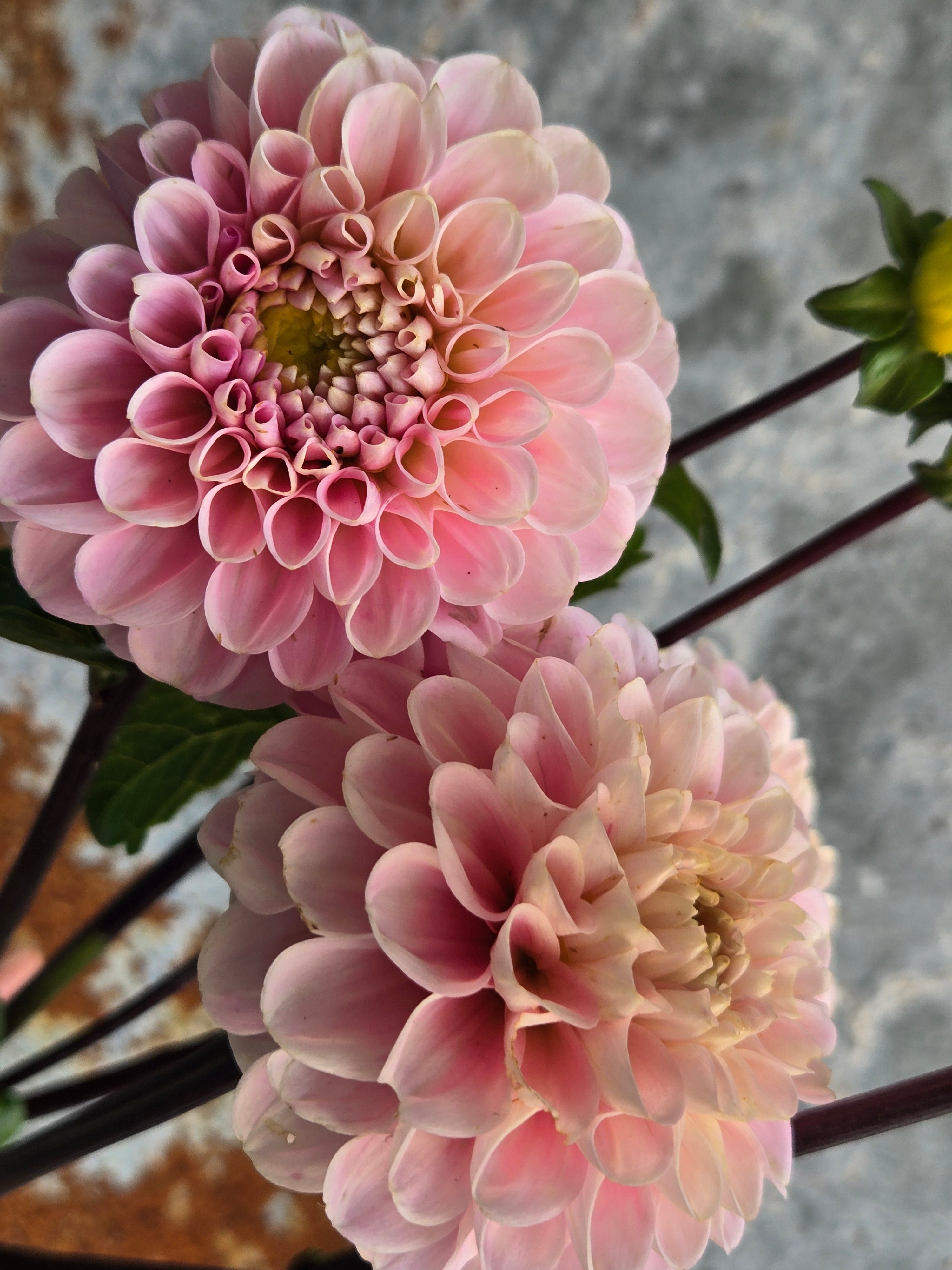 Dahlia