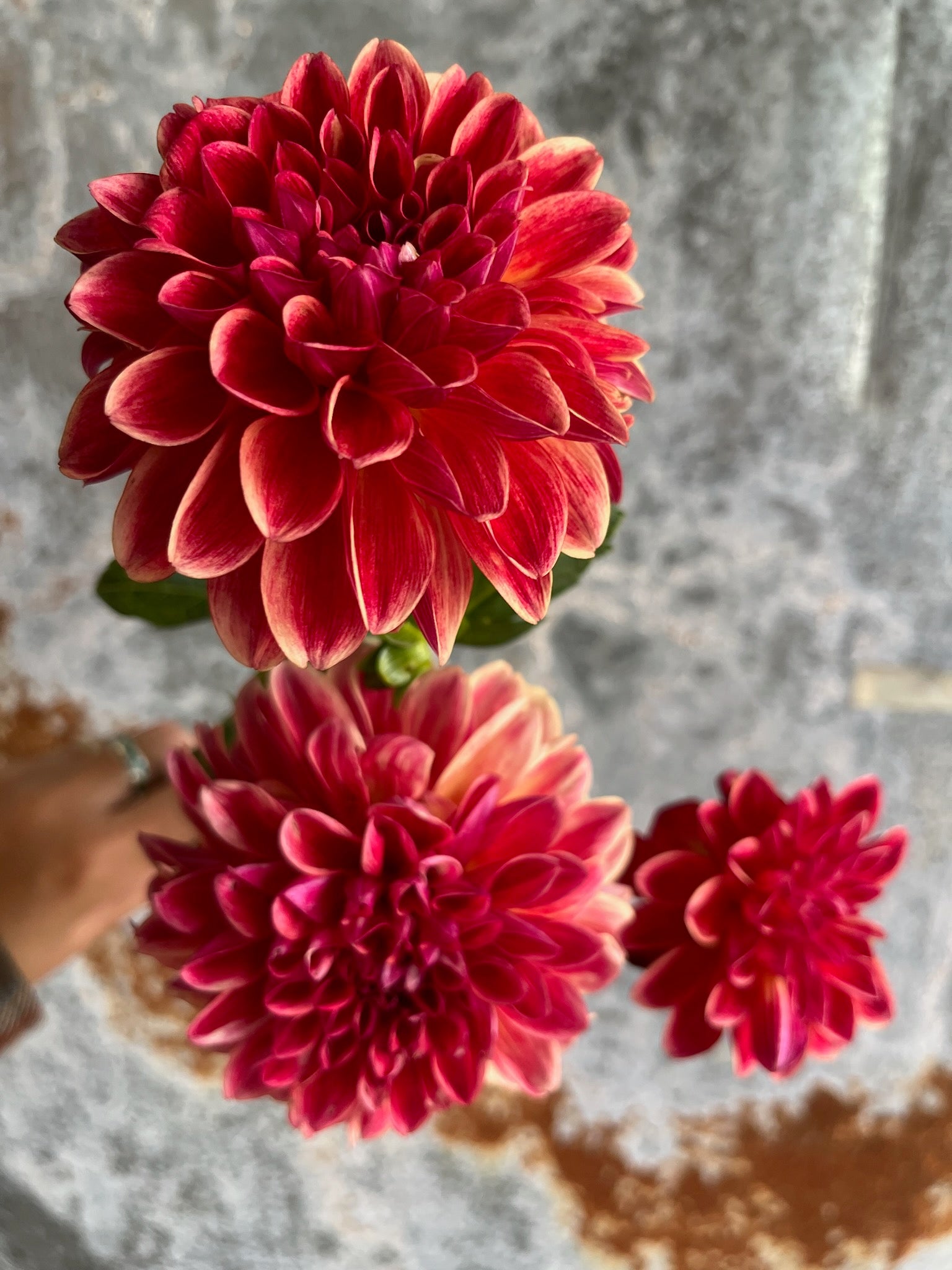 Dahlia