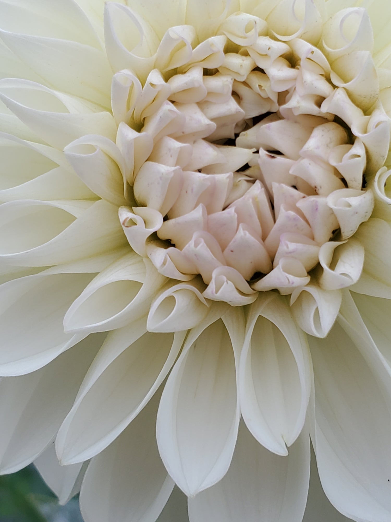 Dahlia