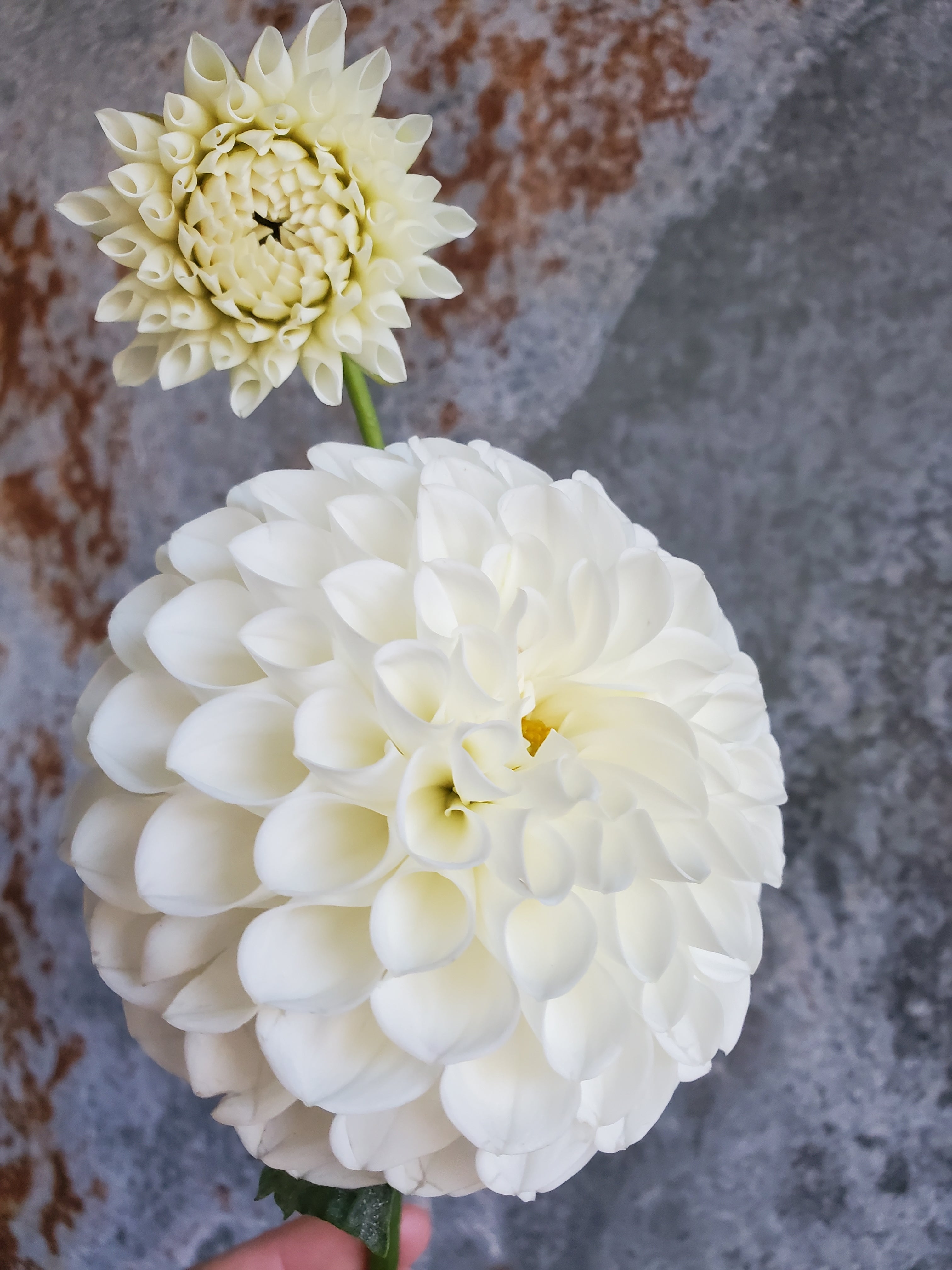 Dahlia