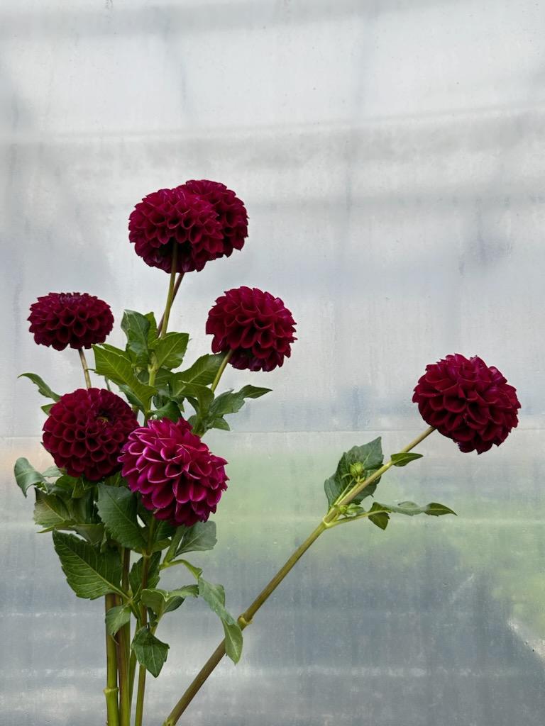Dahlia