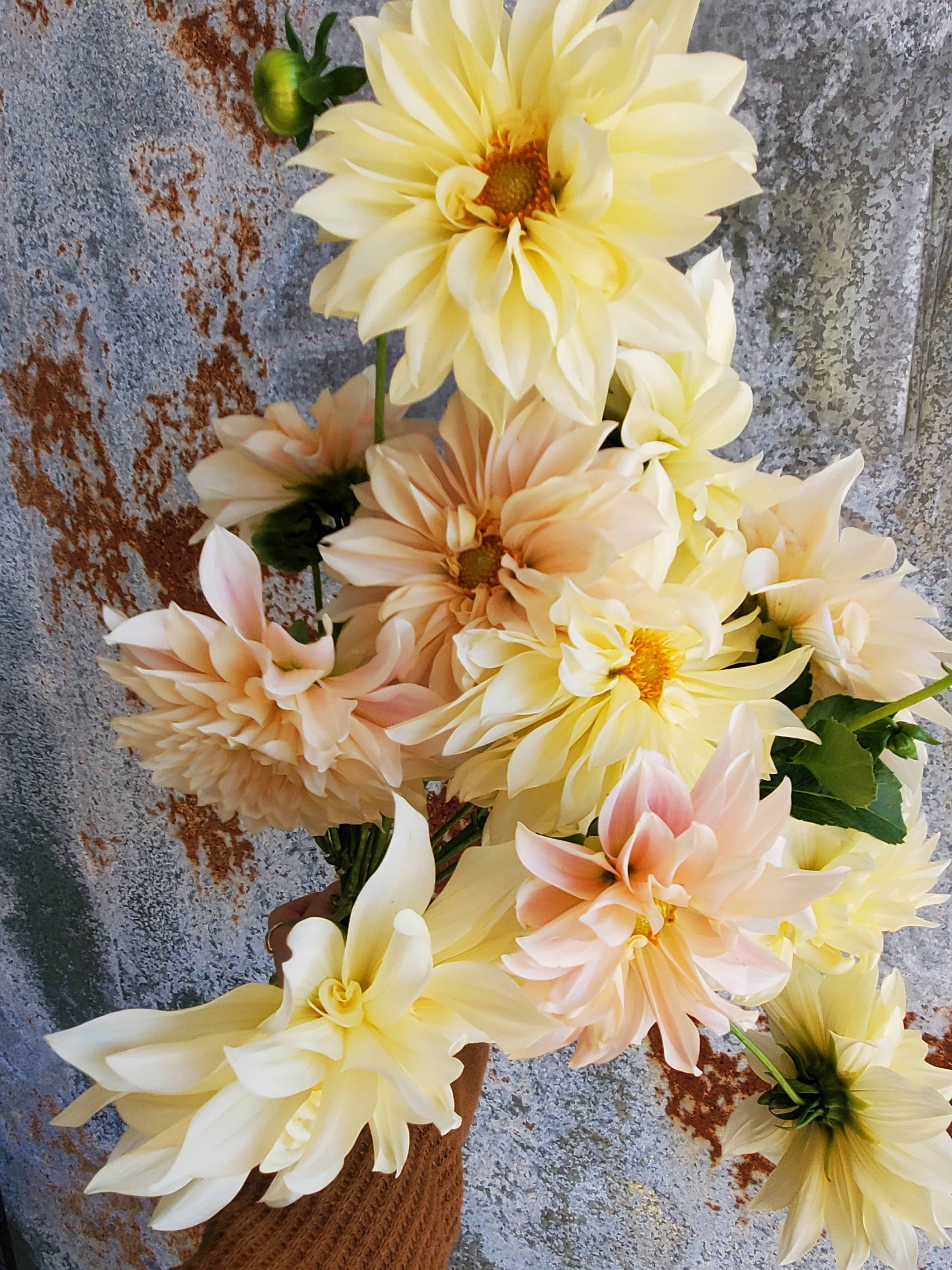 Dahlia