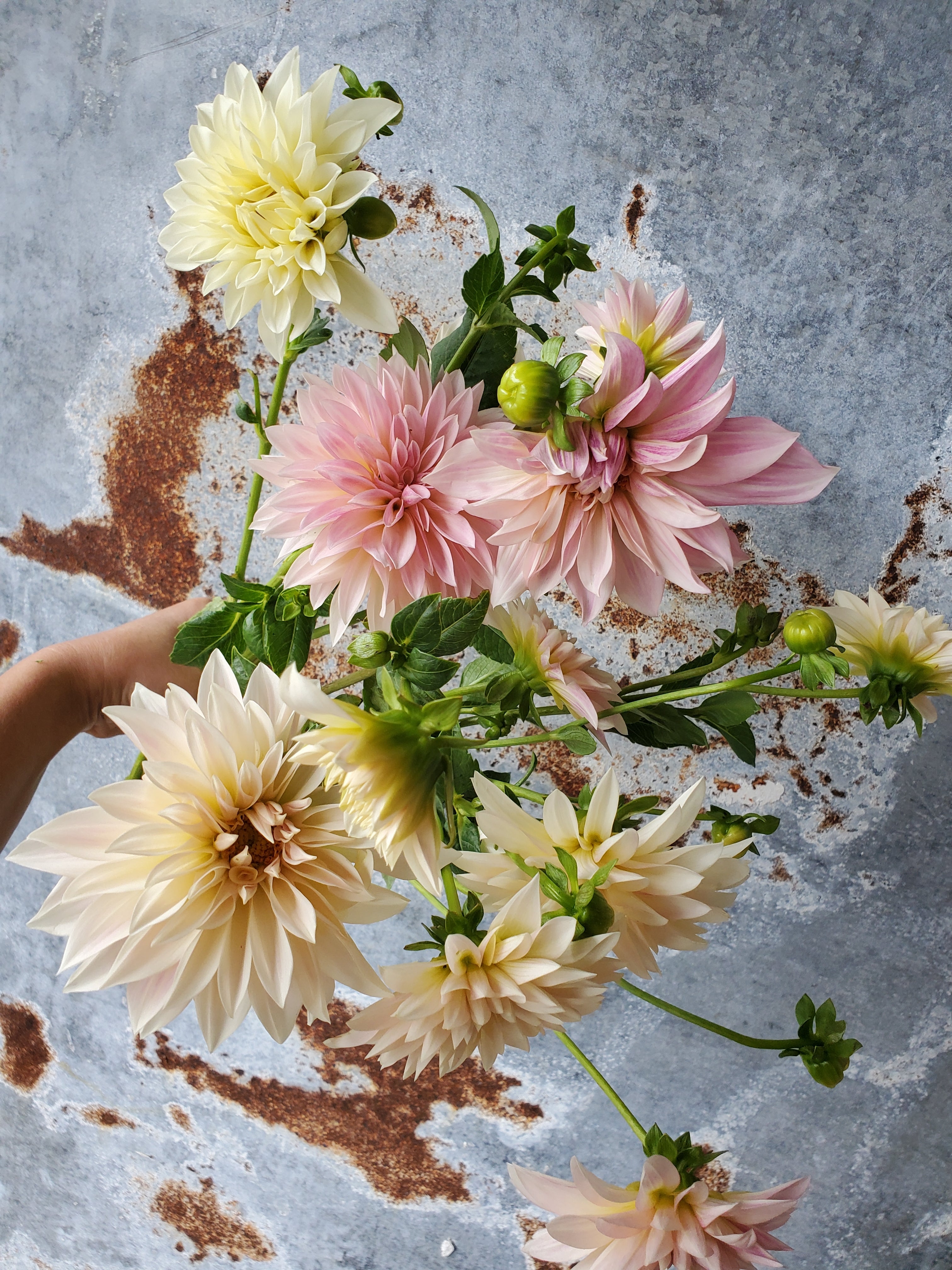 Dahlia