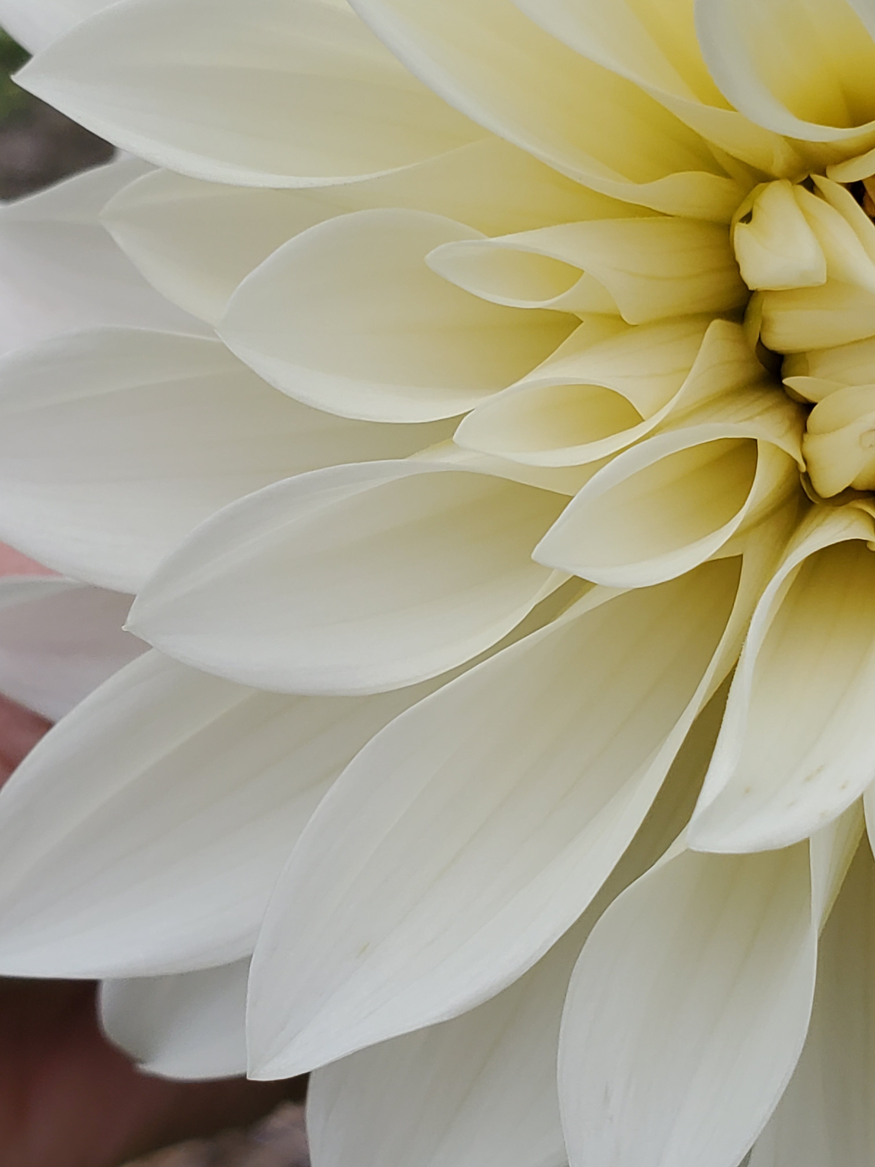 Dahlia