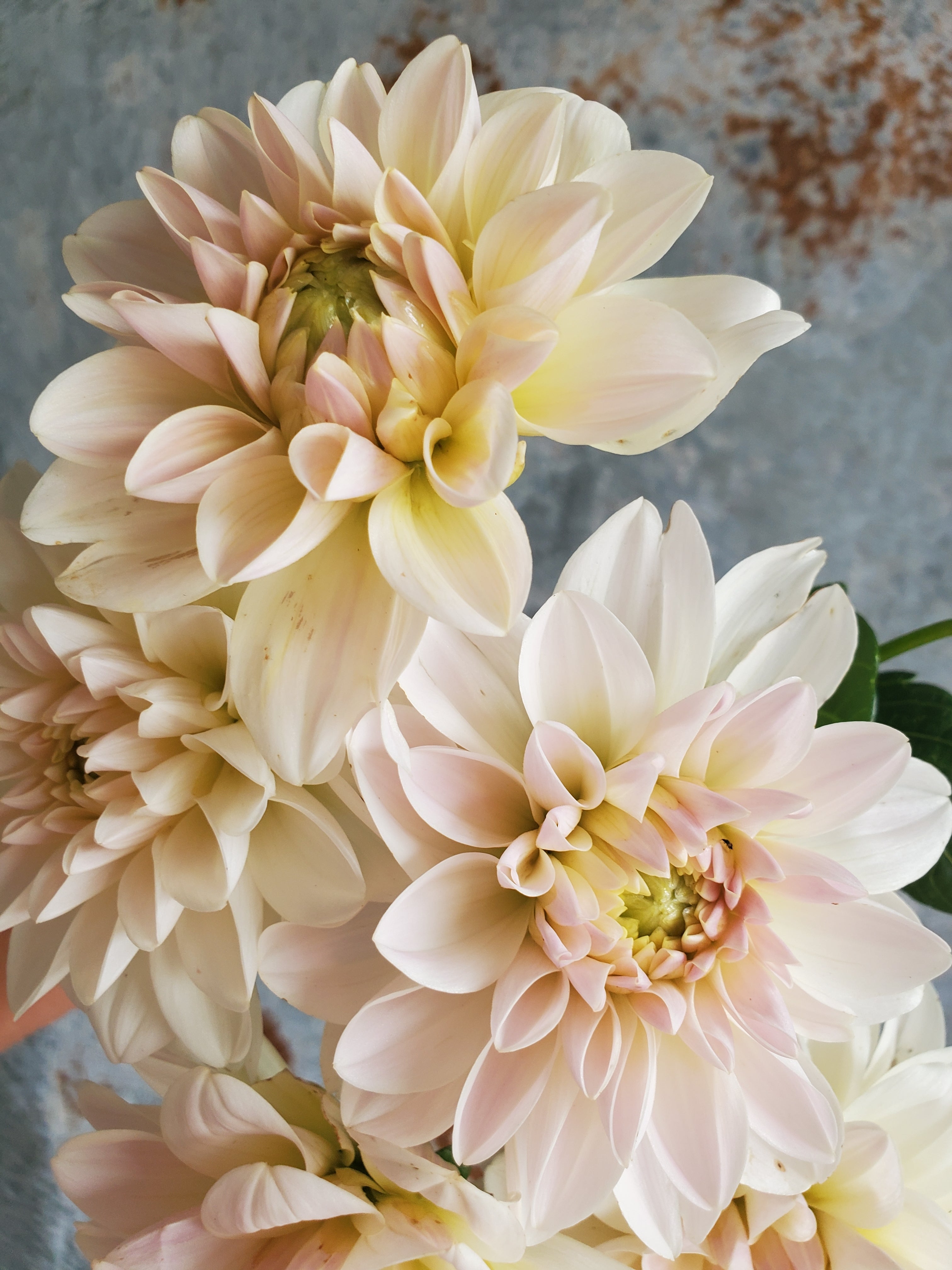 Dahlia