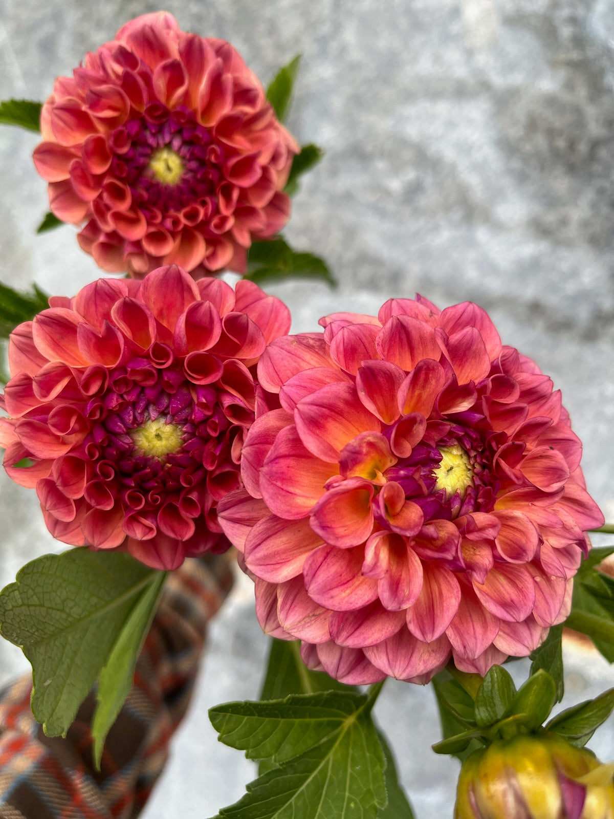 Dahlia