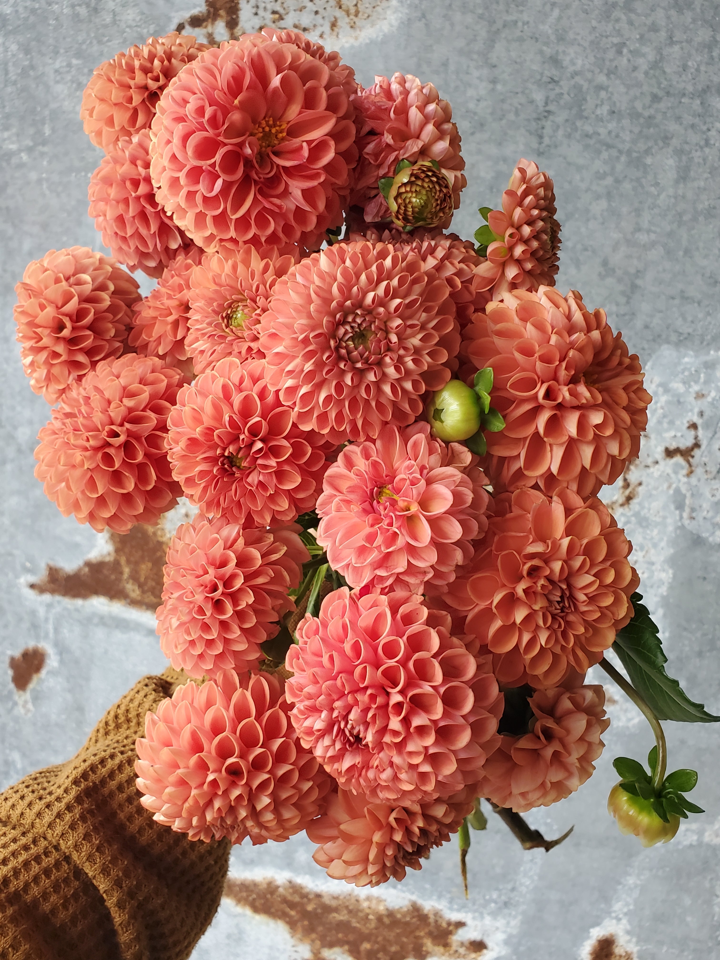 Dahlia