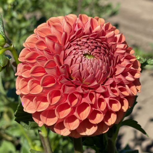 Dahlia