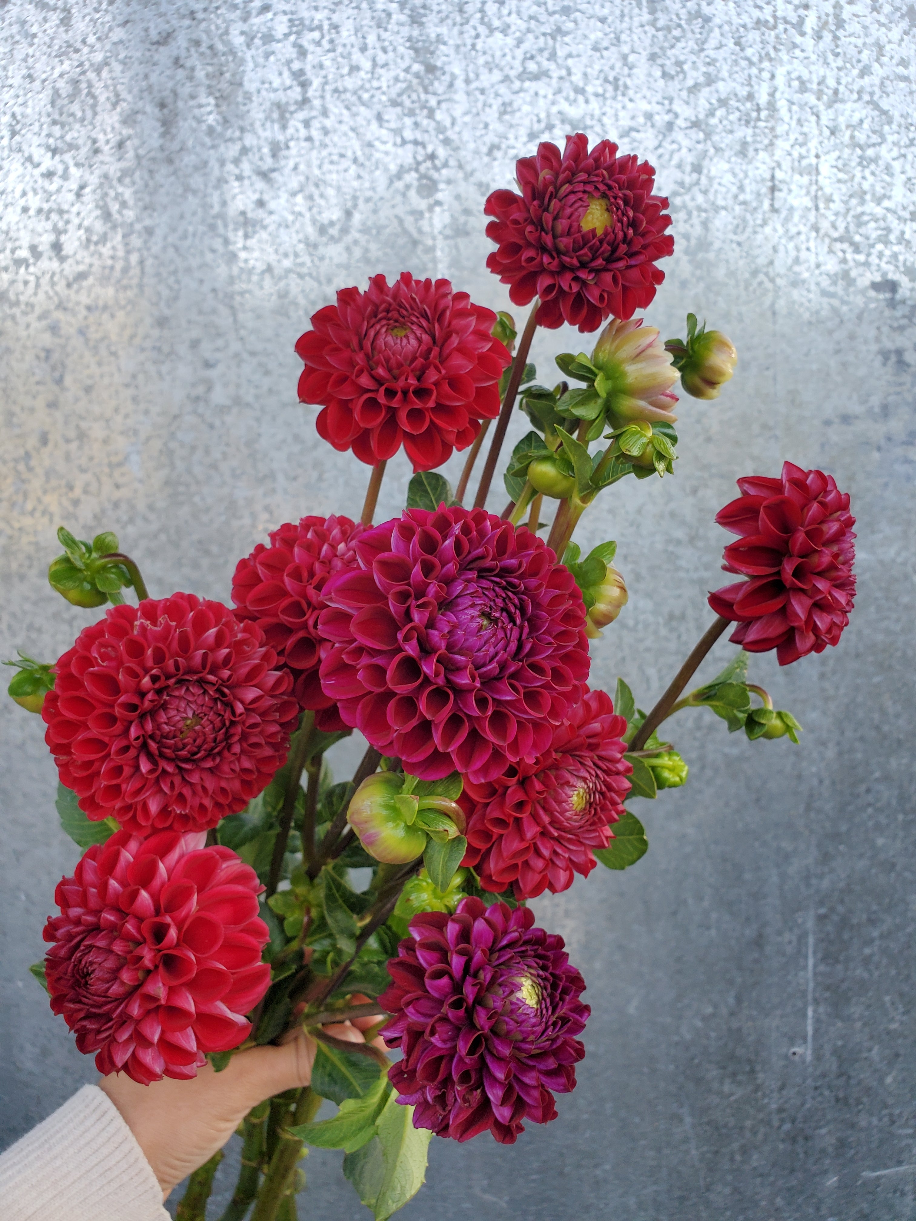 Dahlia