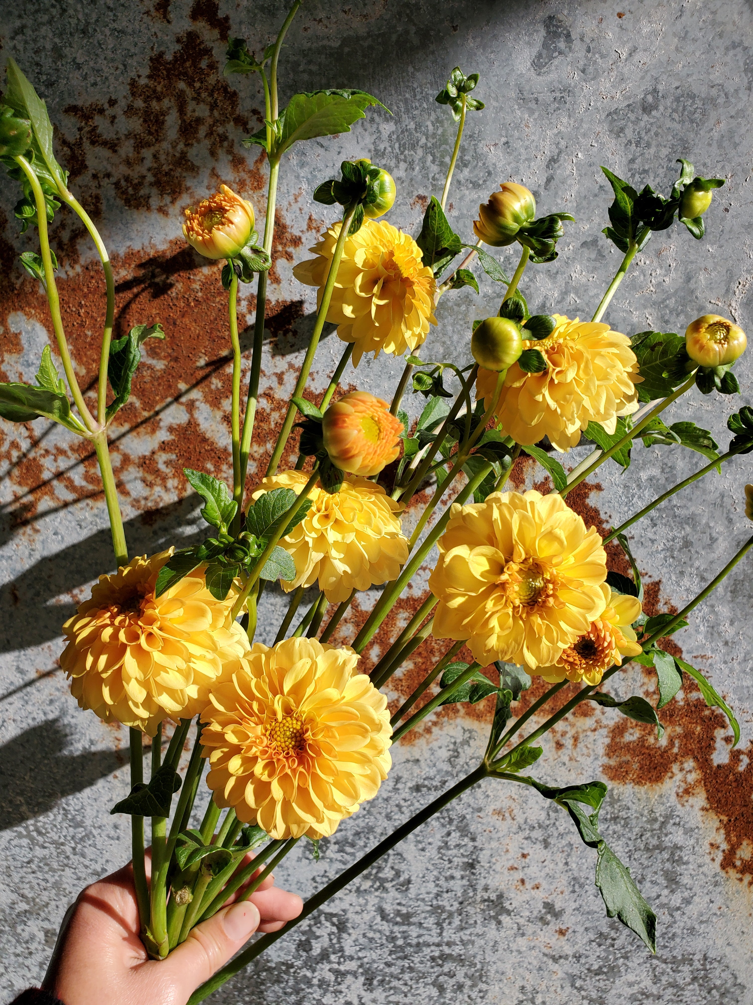 Dahlia