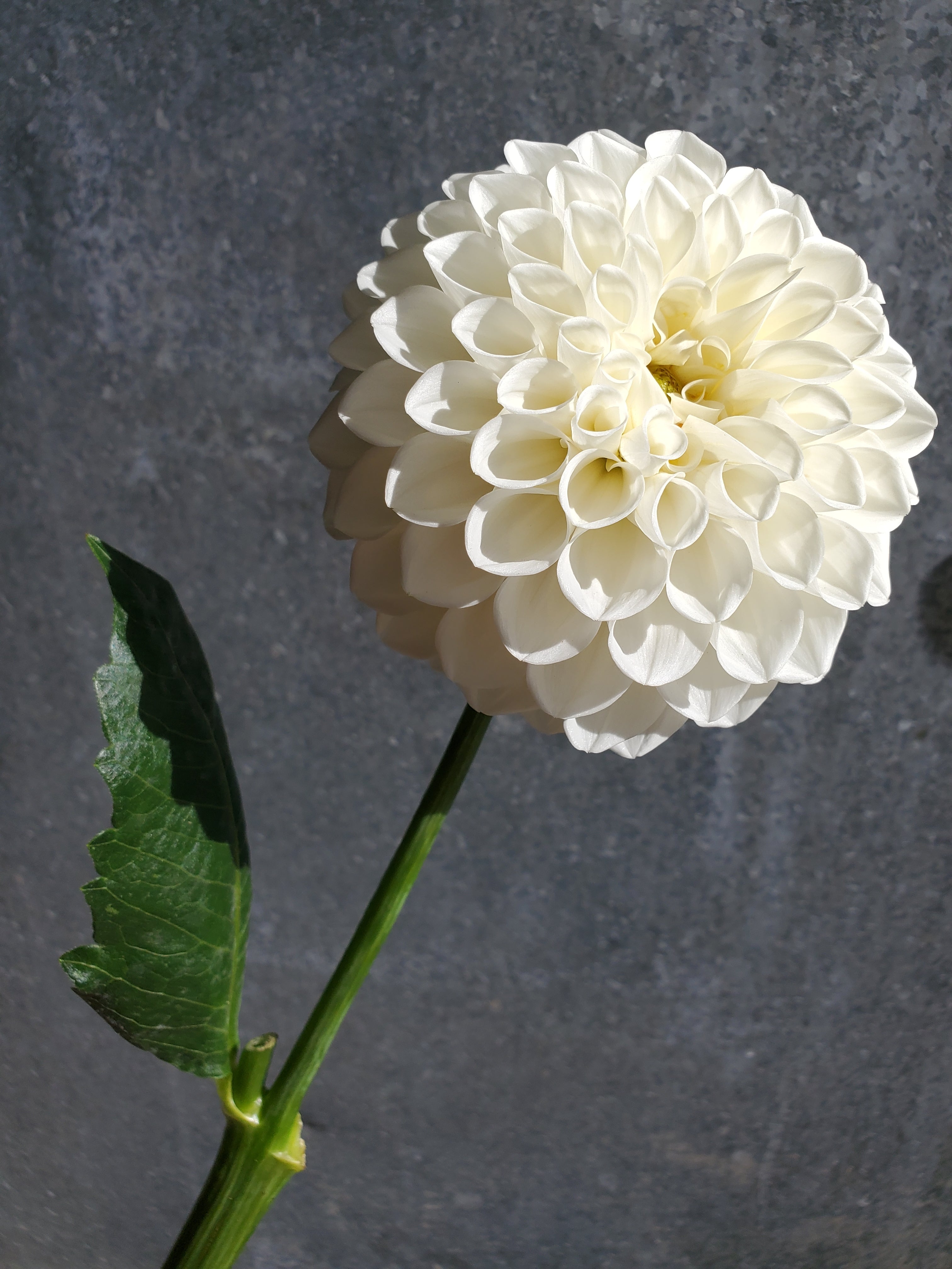 Dahlia