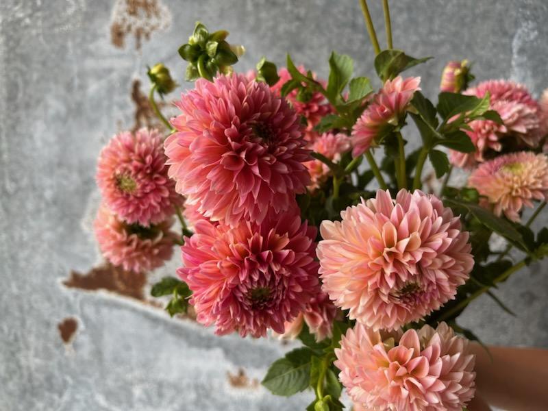 Dahlia