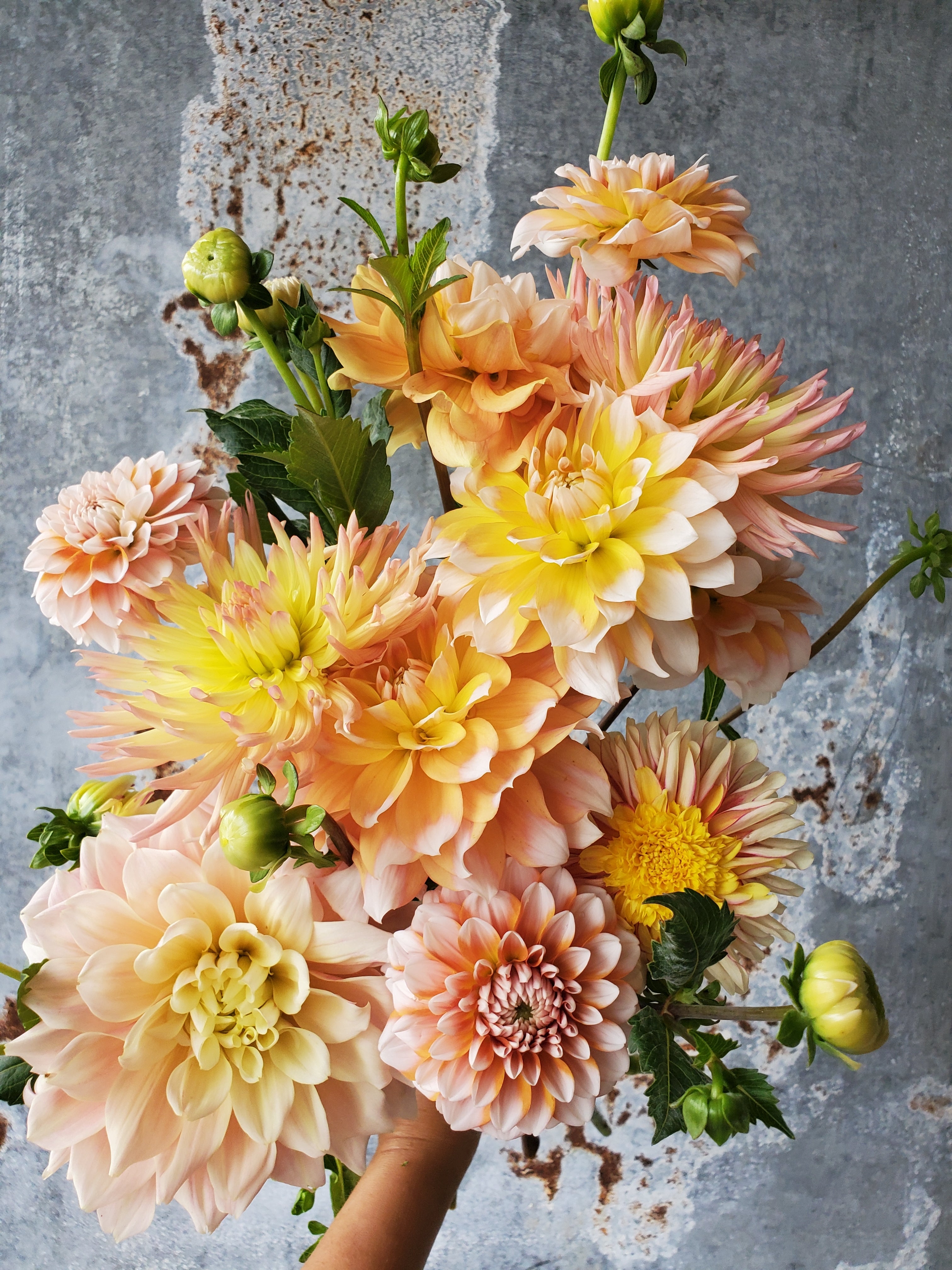 Dahlia
